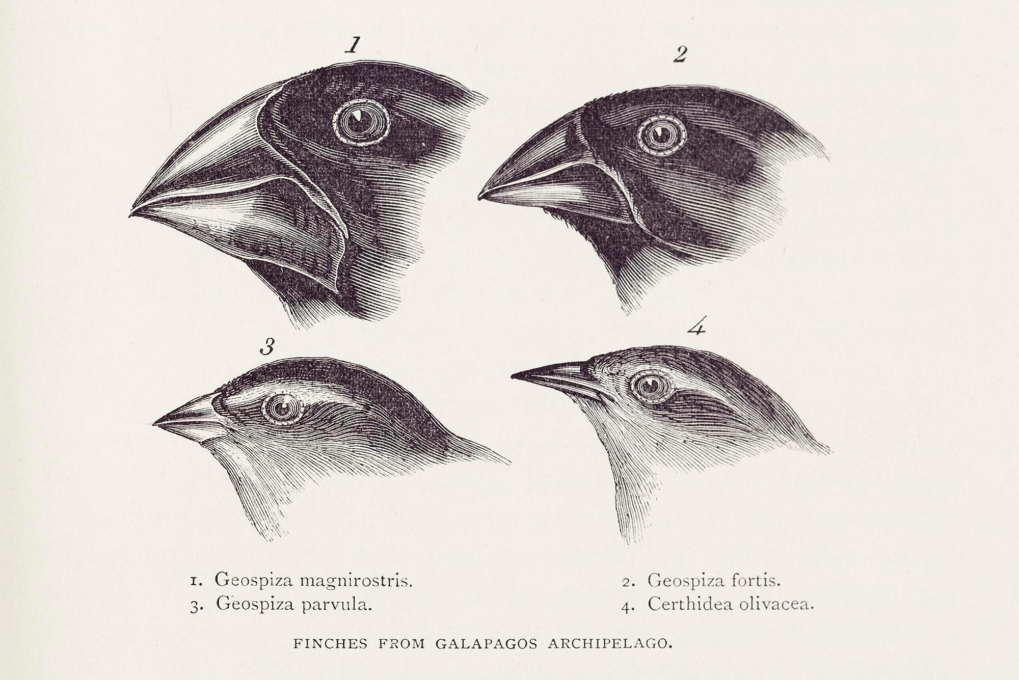 Darwin observed that finches and mockingbirds of the Galapagos had distinctively different characteristics/Royal Geographical Society (with IBG)