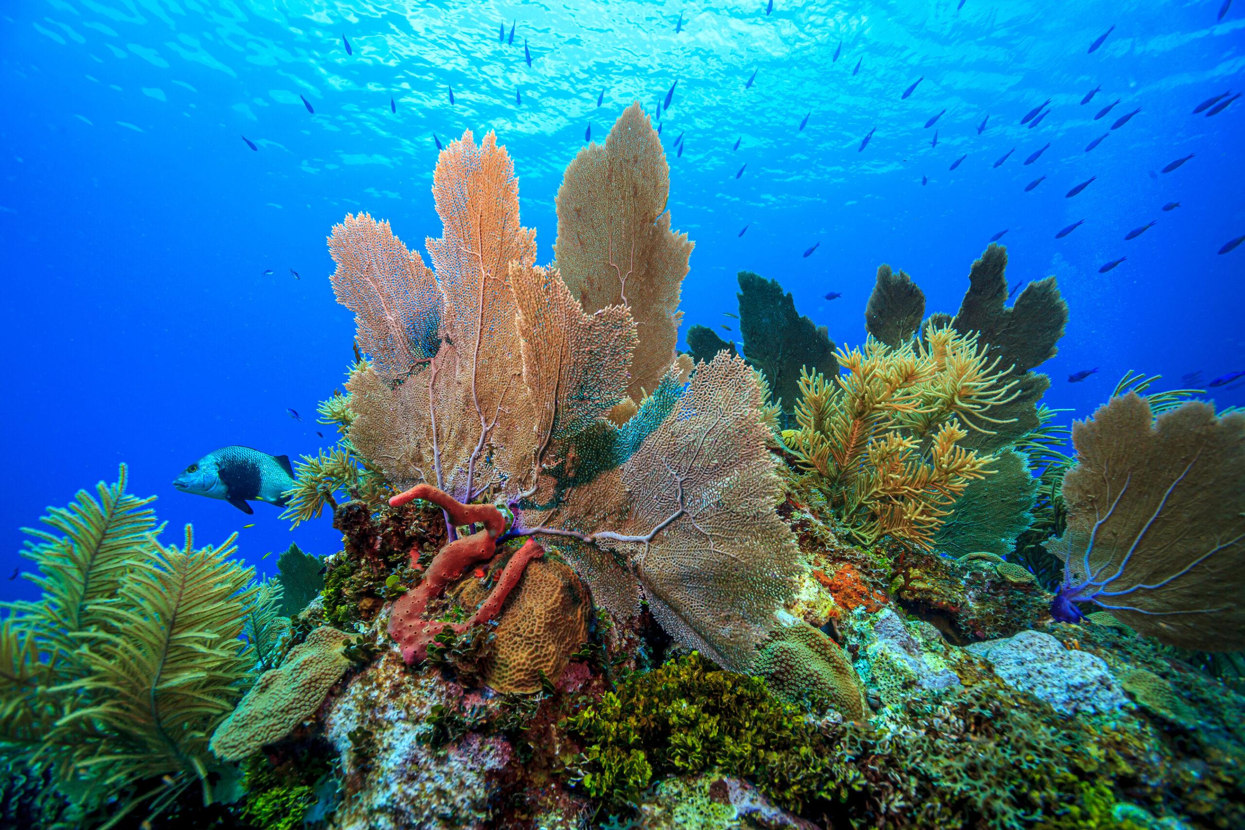 Some of the best views in Bonaire are under the water, thanks to its coral reefs./Shutterstock