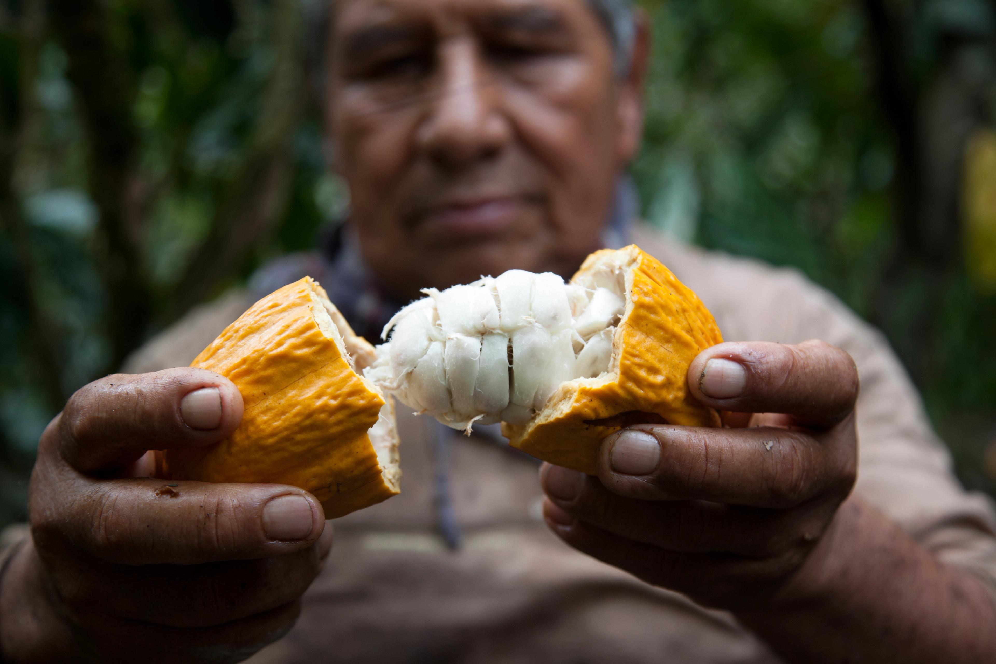 Cacao, seen here at a farm in Peru, originated in the Amazon but now grows in tropical areas all over Latin America./Photo by Nicholas Gill for Silversea