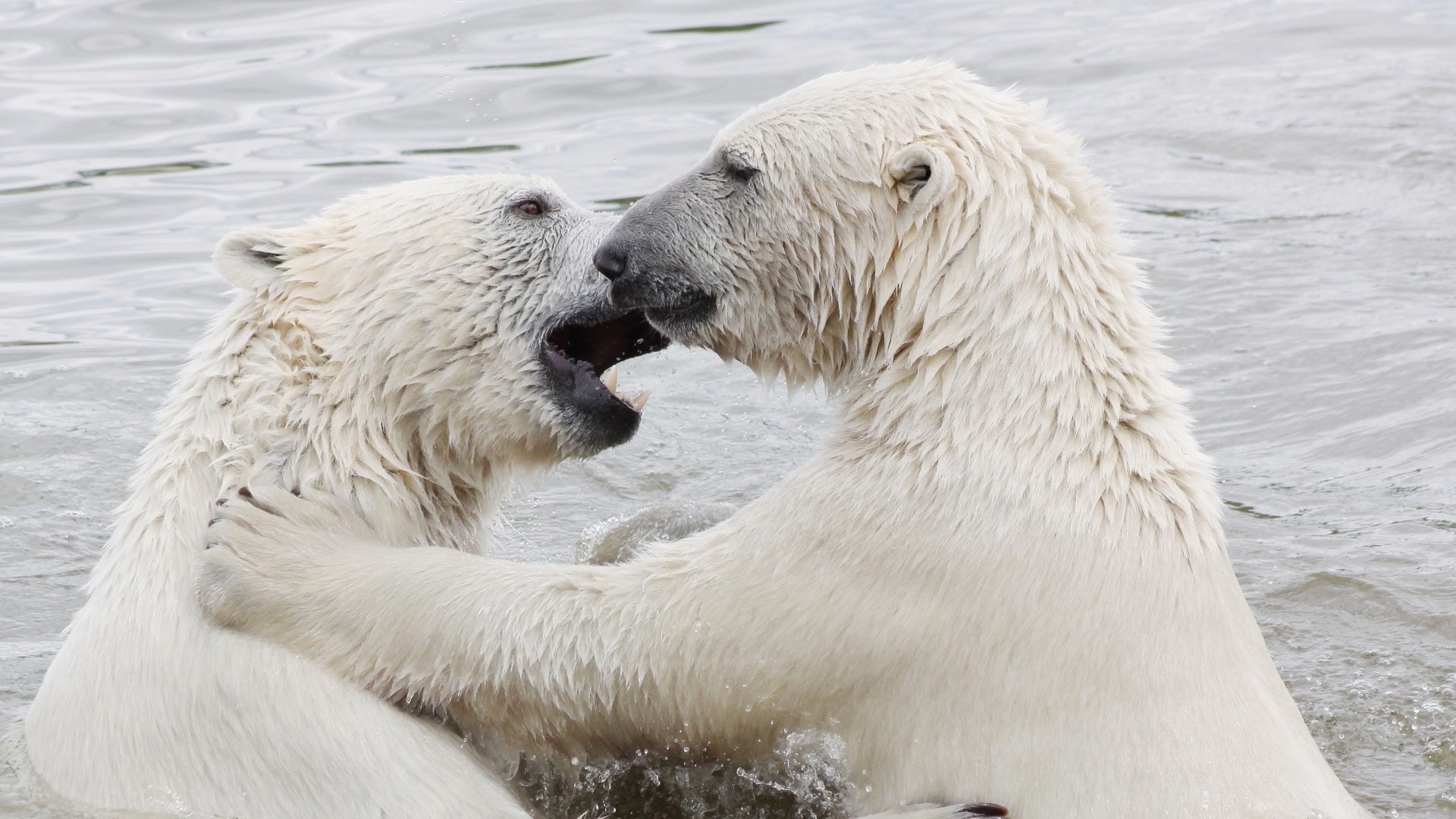 Arctic Polar Bears: A Love Story With an Uncertain Ending