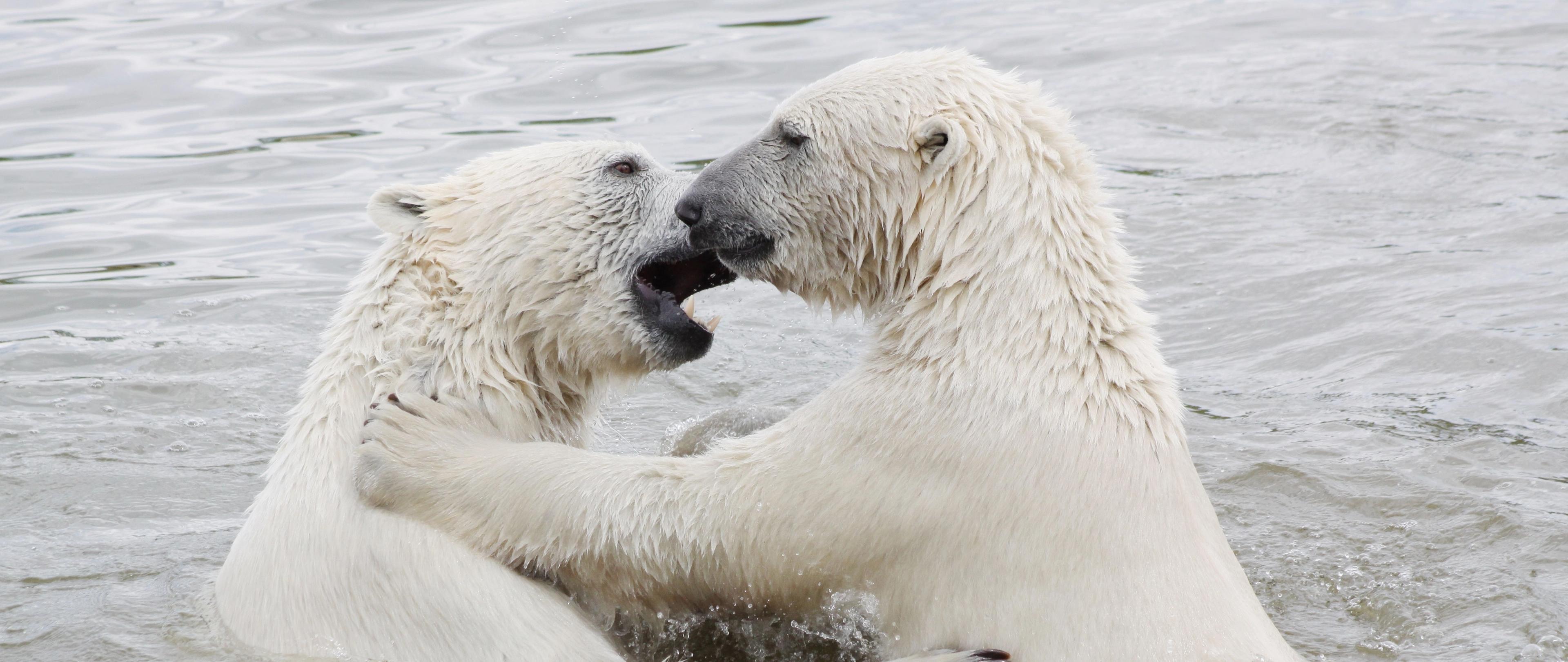 Arctic Polar Bears: A Love Story With an Uncertain Ending