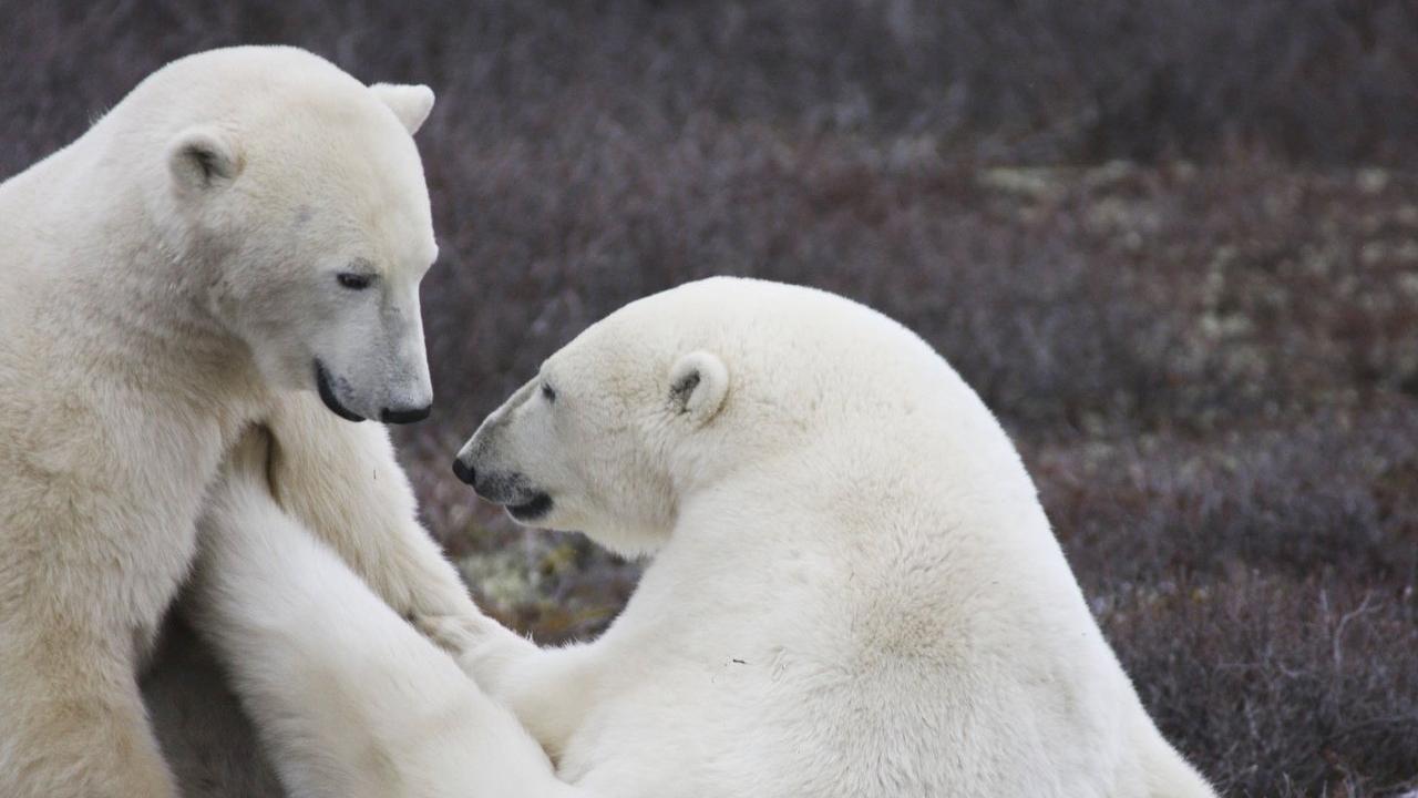Northern Canada’s Arctic is a Mystery to Many; a Native Canadian Shares Impressions