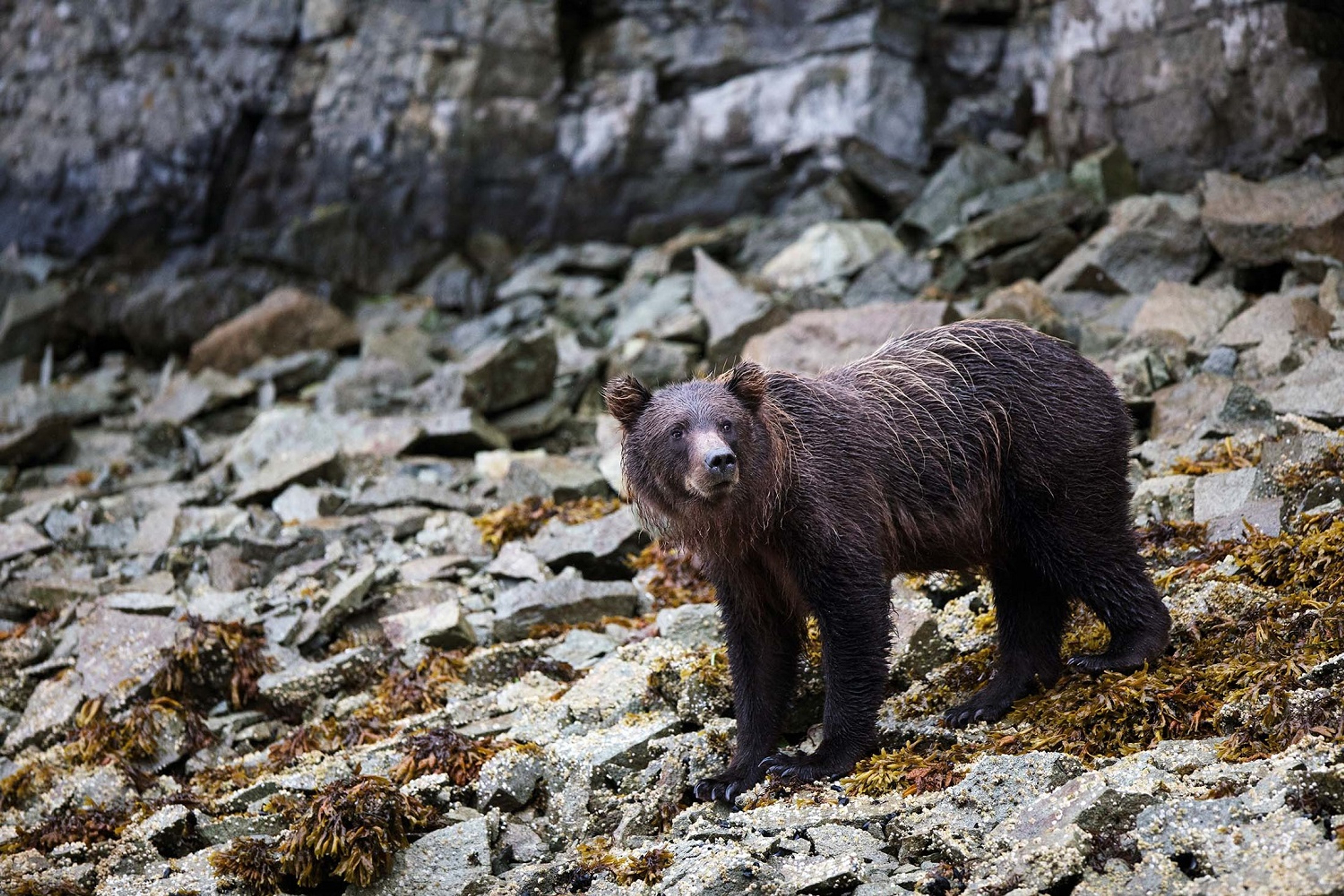 Silversea's guests spot a lone brown bear while exploring Geographic Harbor in Amalik Bay, Alaska./Lucia Griggi