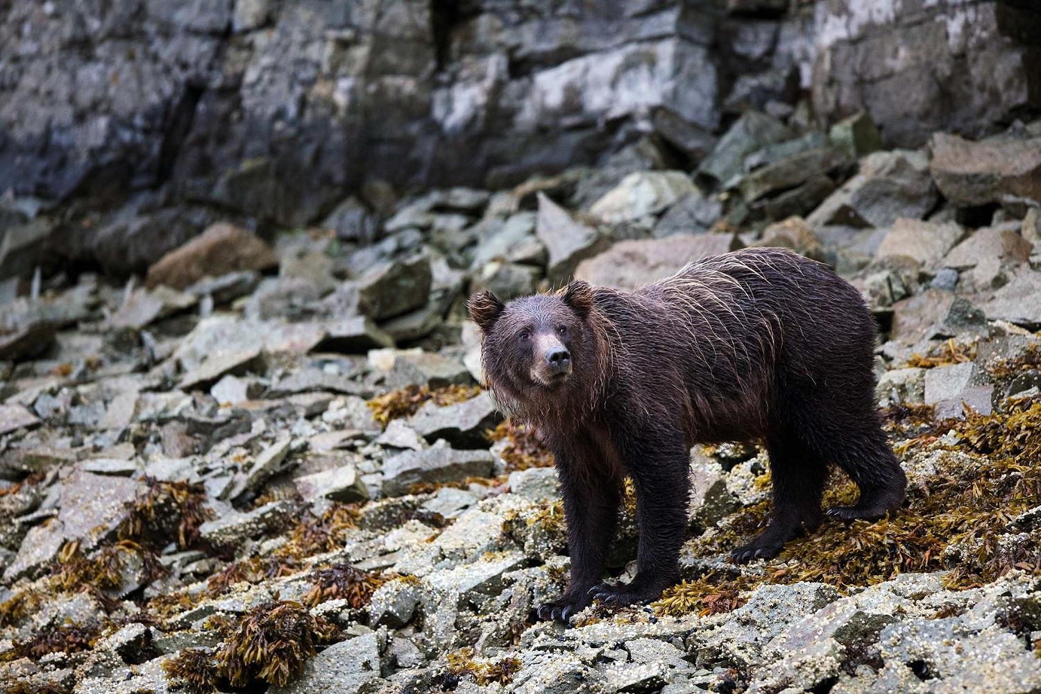 Silversea's guests spot a lone brown bear while exploring Geographic Harbor in Amalik Bay, Alaska./Lucia Griggi