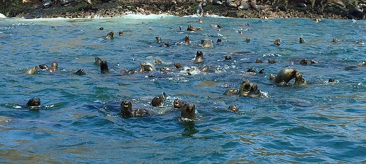 Your playmates await: Sea lions of the Palomino Islands, off Callao in Peru./Getty Images