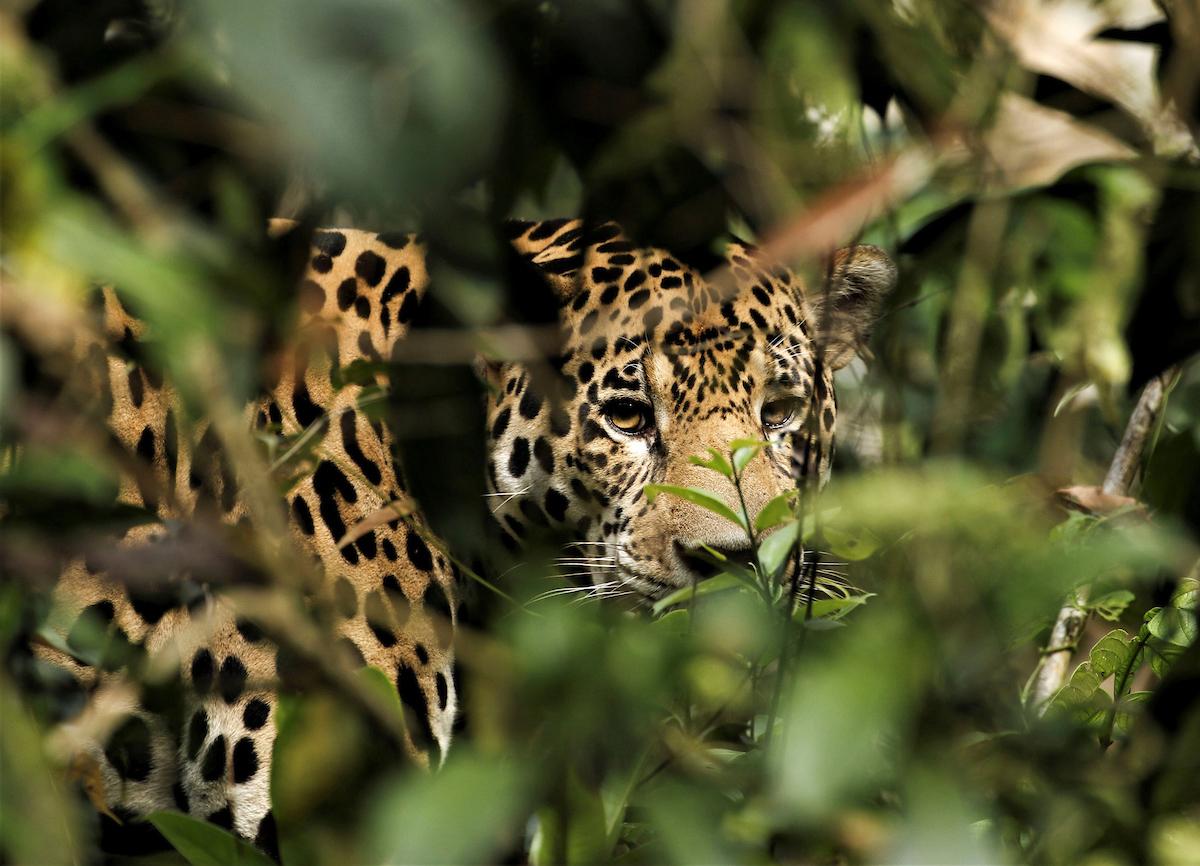 The Amazon Rainforest is home to numerous animal species, including the rare jaguar/Shutterstock