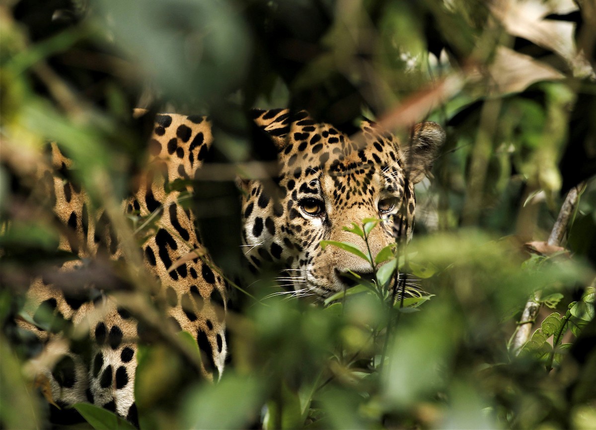 The Amazon Rainforest is home to numerous animal species, including the rare jaguar/Shutterstock