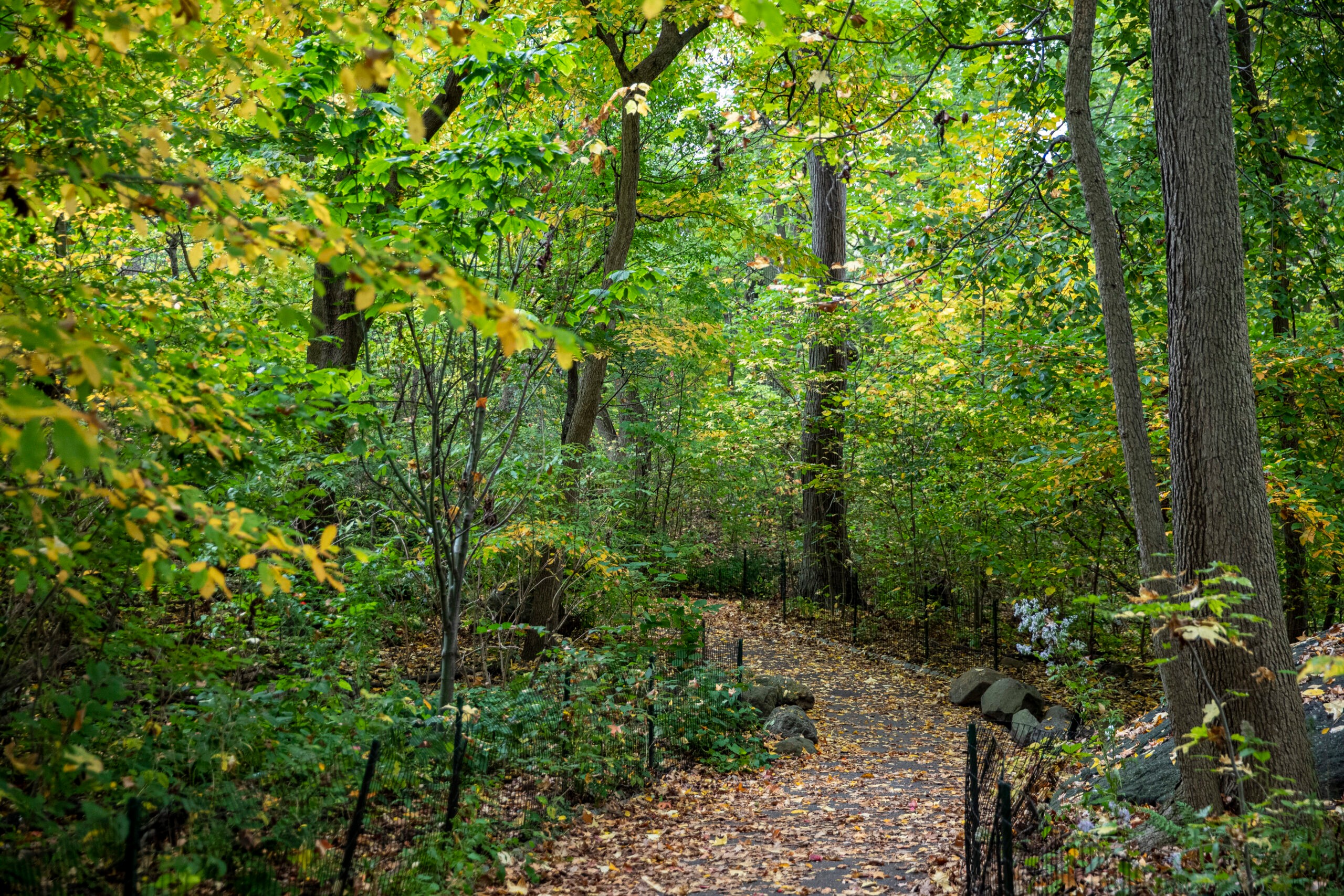 The Ramble, says guide Juan Jesus, is a "filter for peace and quiet."/Getty Images