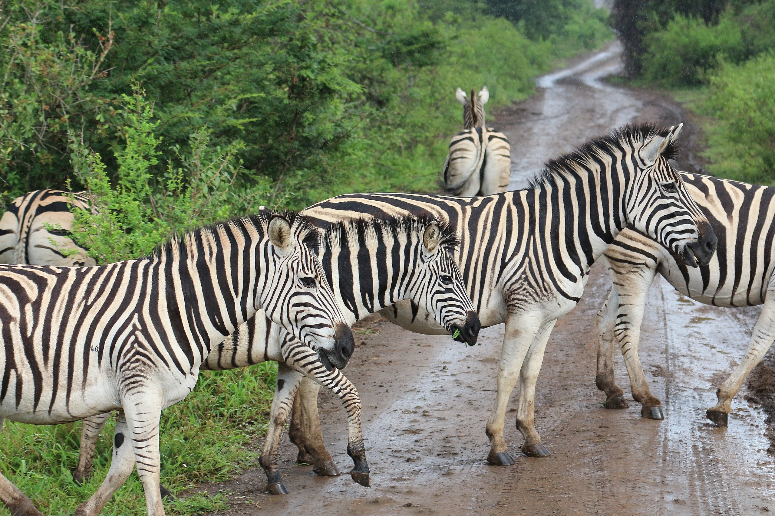 Zebras as Hluhluwe-iMfolozi Park/Wikimedia Commons by Bernard Gagnon