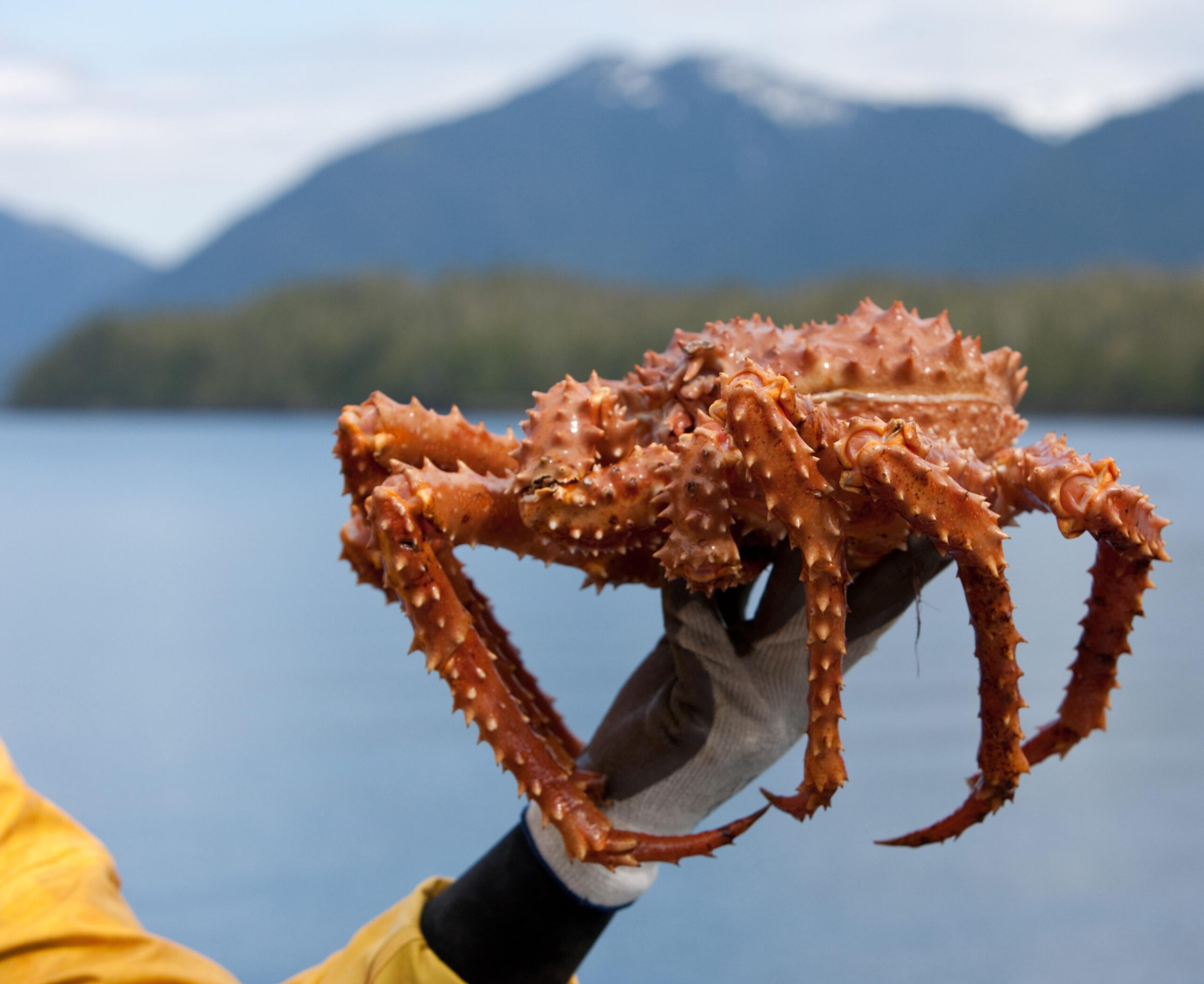 You can call it Alaska King crab or you can call it Tanner, which is closely related but not quite the same./Getty Images