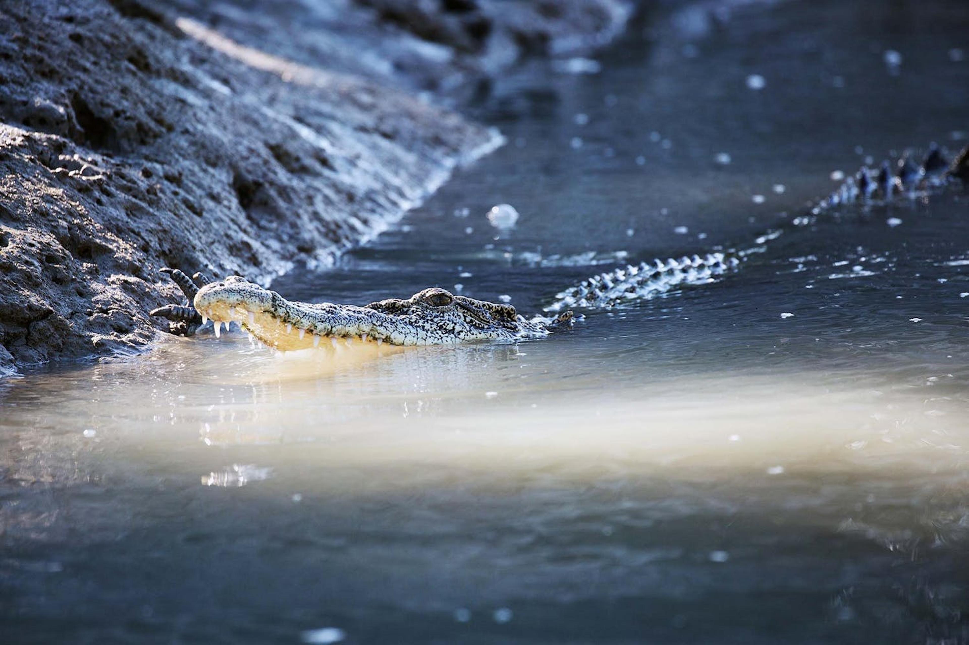 An Australian saltwater crocodile is spotted by Silversea's guests in the Hunter River./Denis Elterman