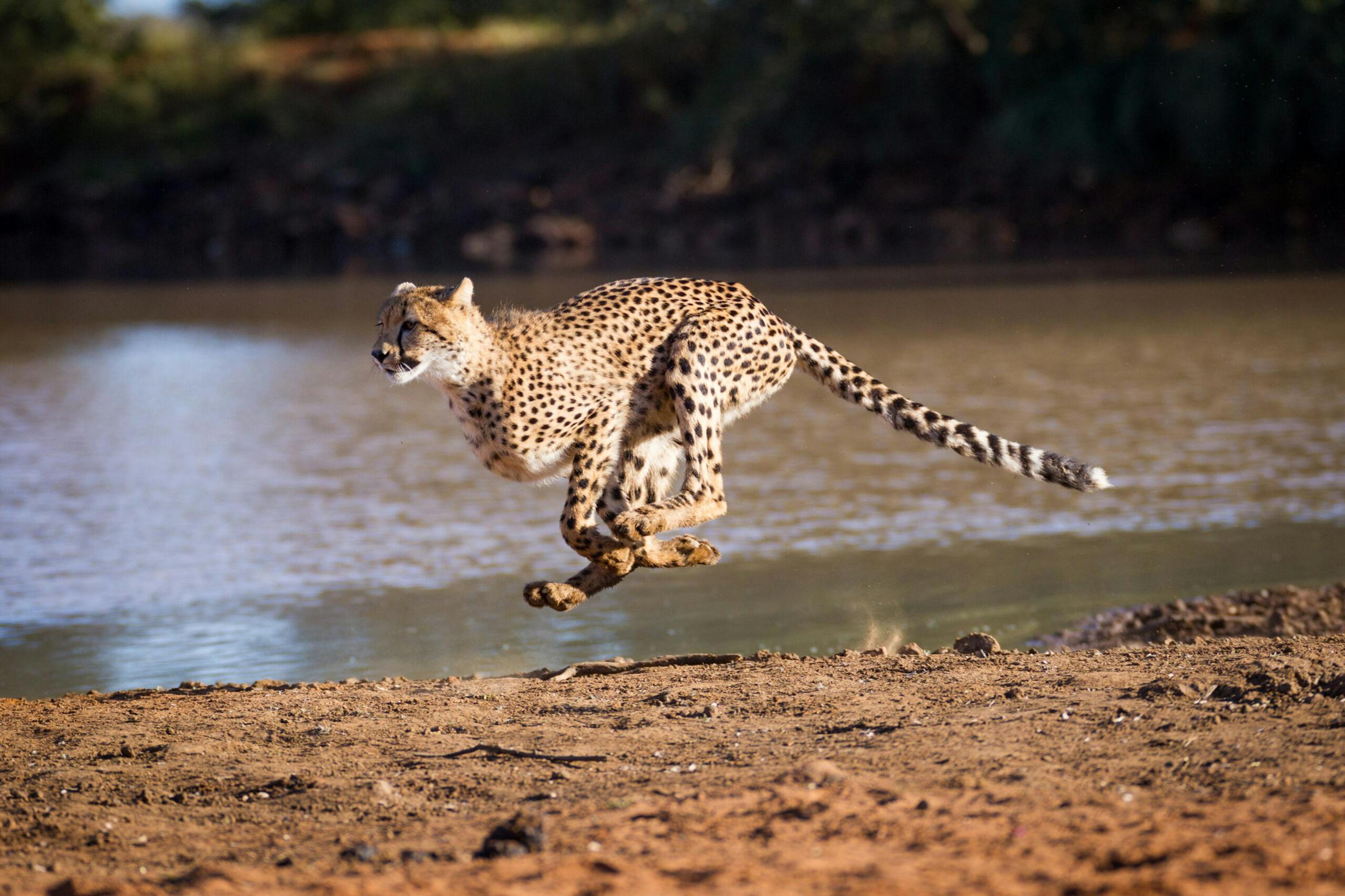 Cheetah in Kruger National Park./Shutterstock