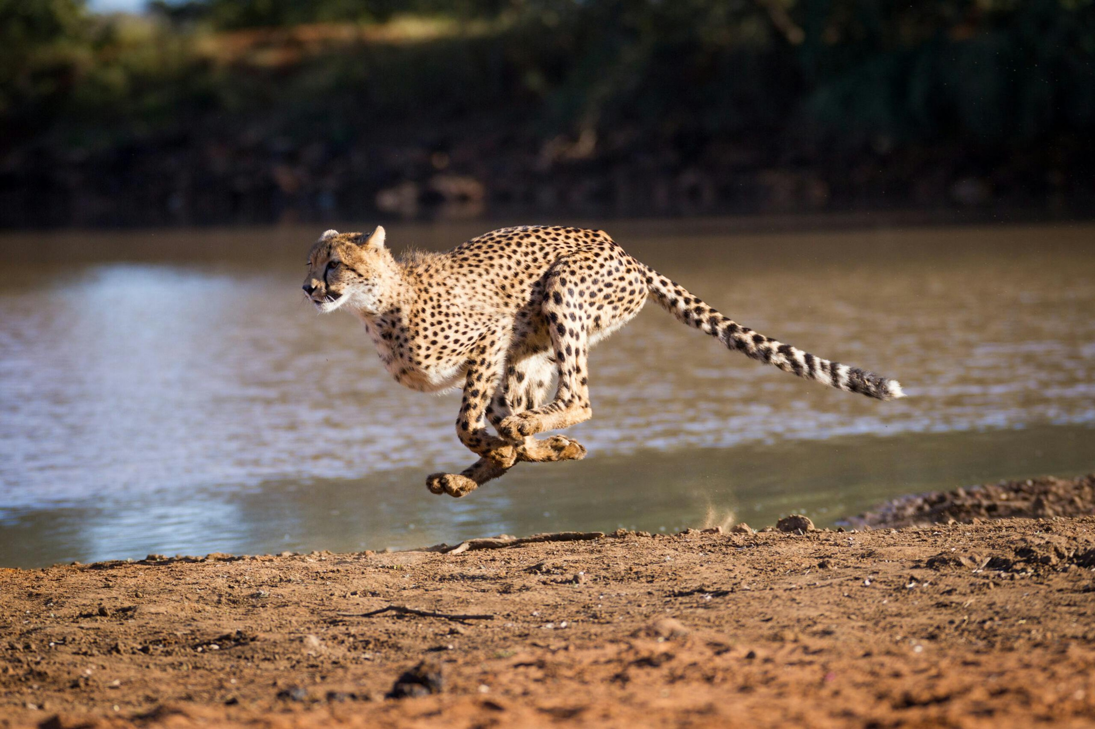 Cheetah in Kruger National Park./Shutterstock