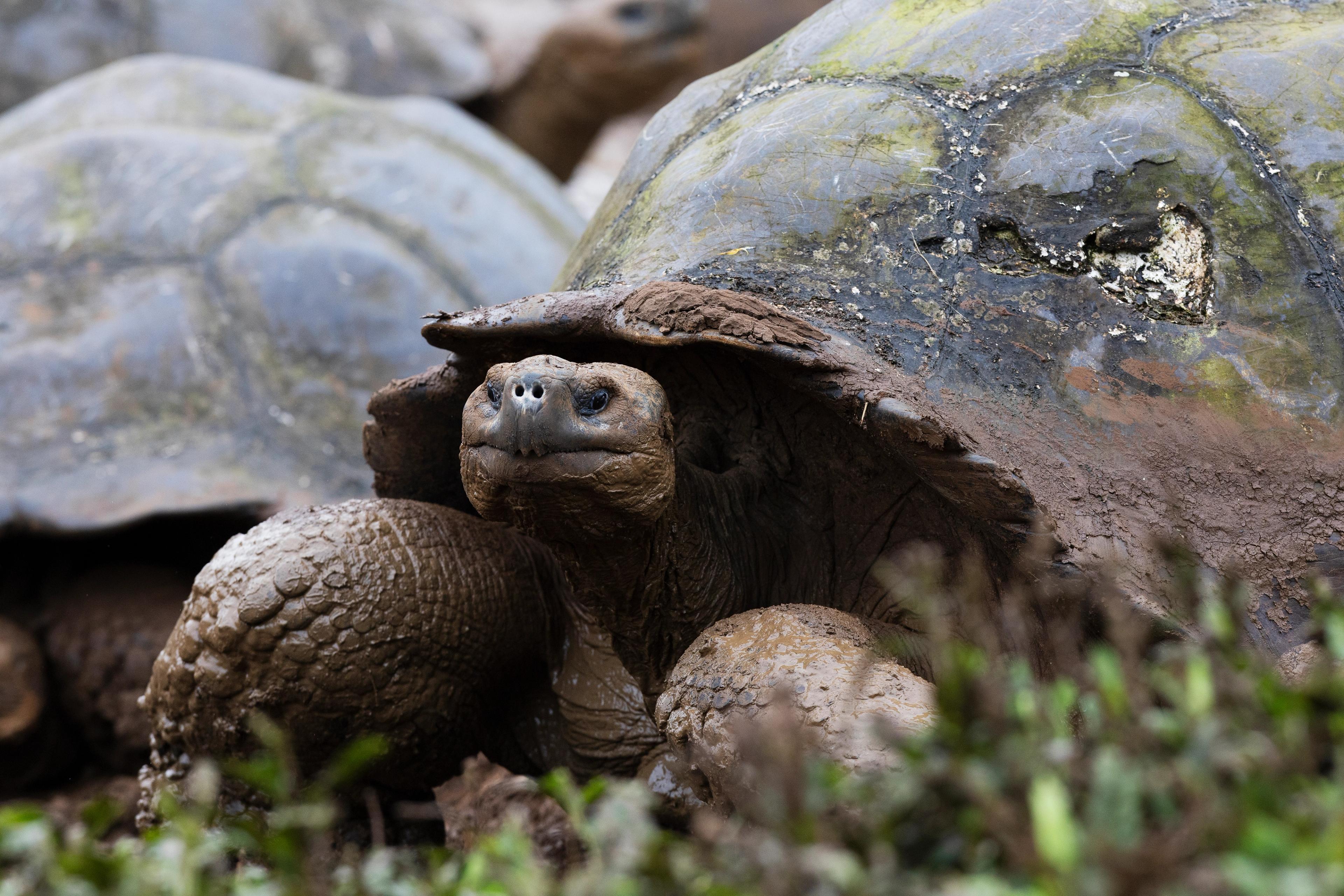The endangered Galápagos giant tortoise can live up to 120 years./Lucia Griggi