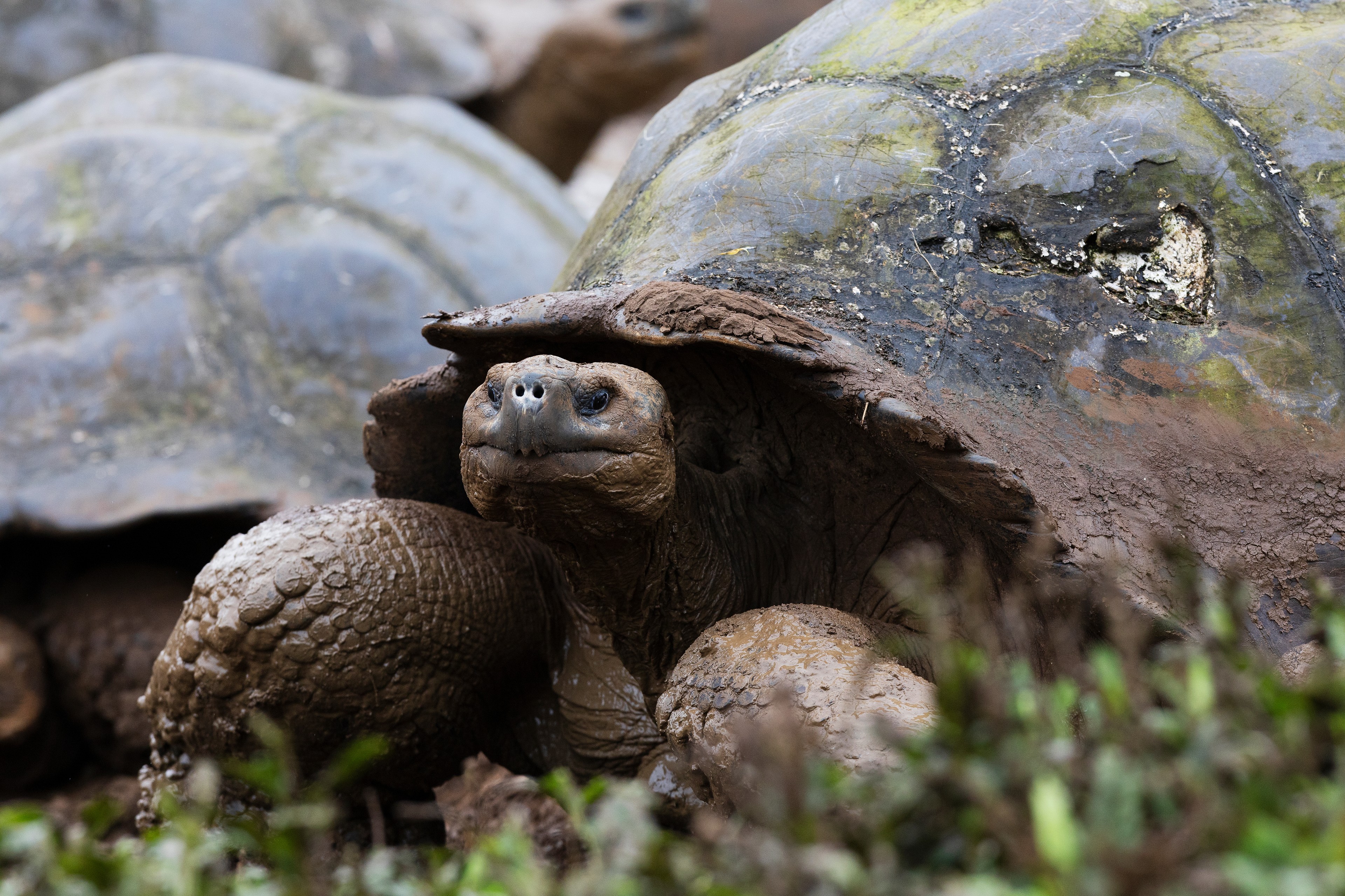 The endangered Galápagos giant tortoise can live up to 120 years./Lucia Griggi