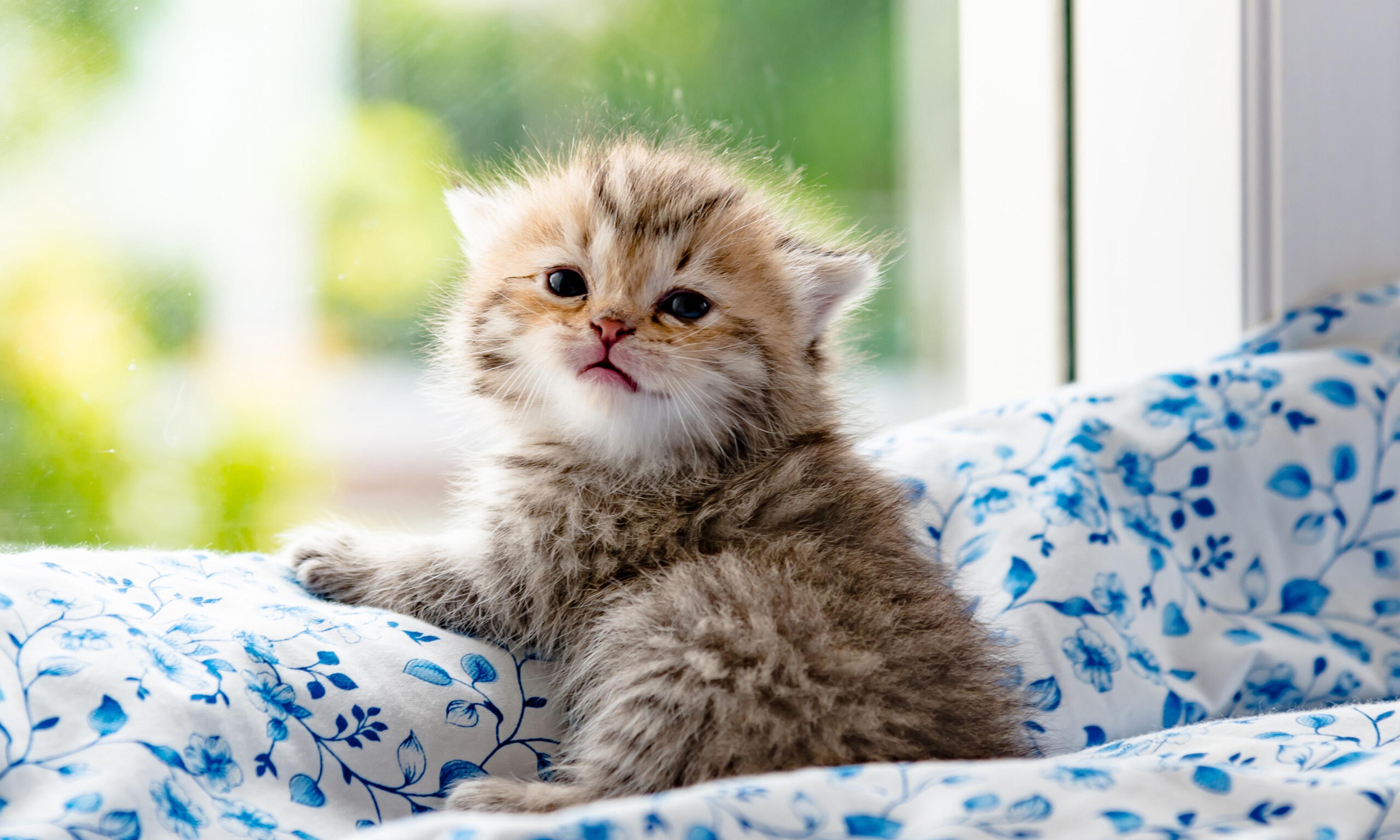 Close up of a cute kitten luxuriating in a Tokyo cat café./Shutterstock