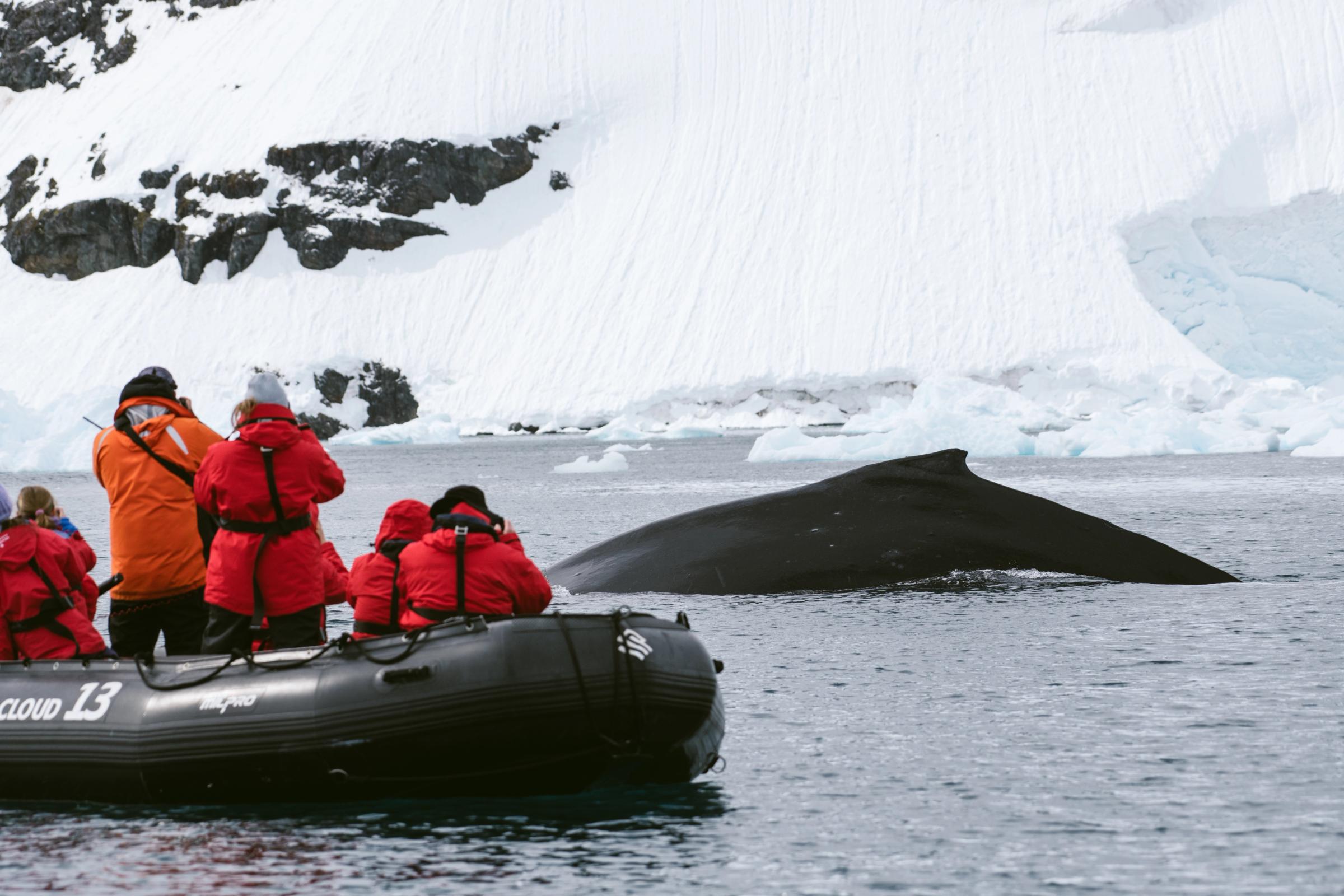 Antarctica From Zodiac