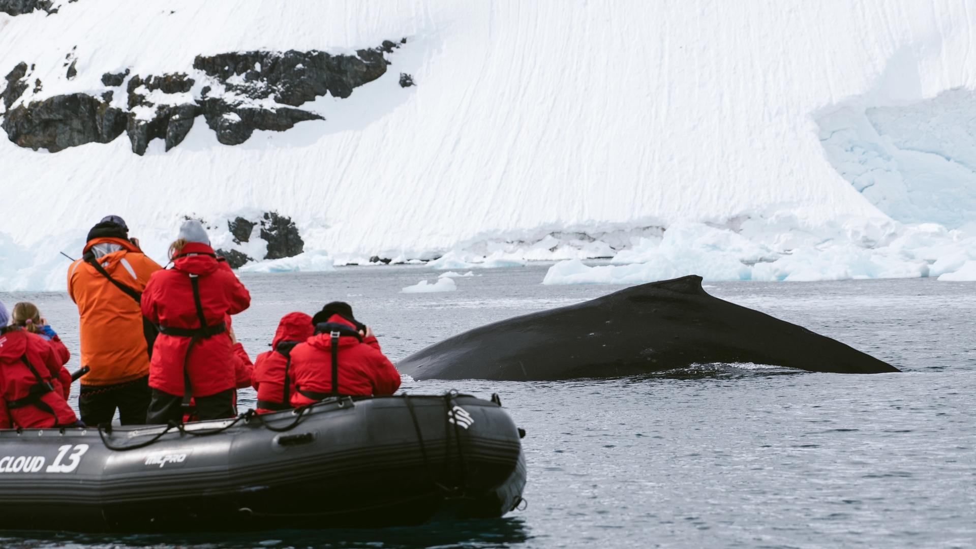 Filming Antarctica’s Wild Beauty from a Zodiac