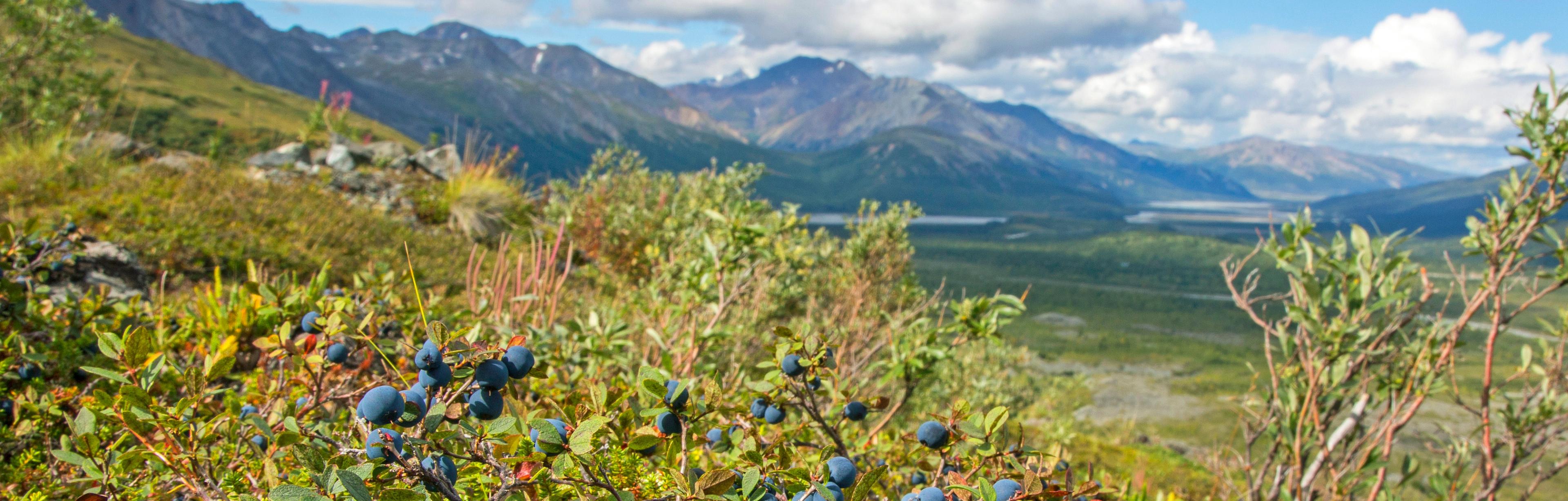 Salmon Sisters Join S.A.L.T. to Share Alaska’s Culinary Secrets