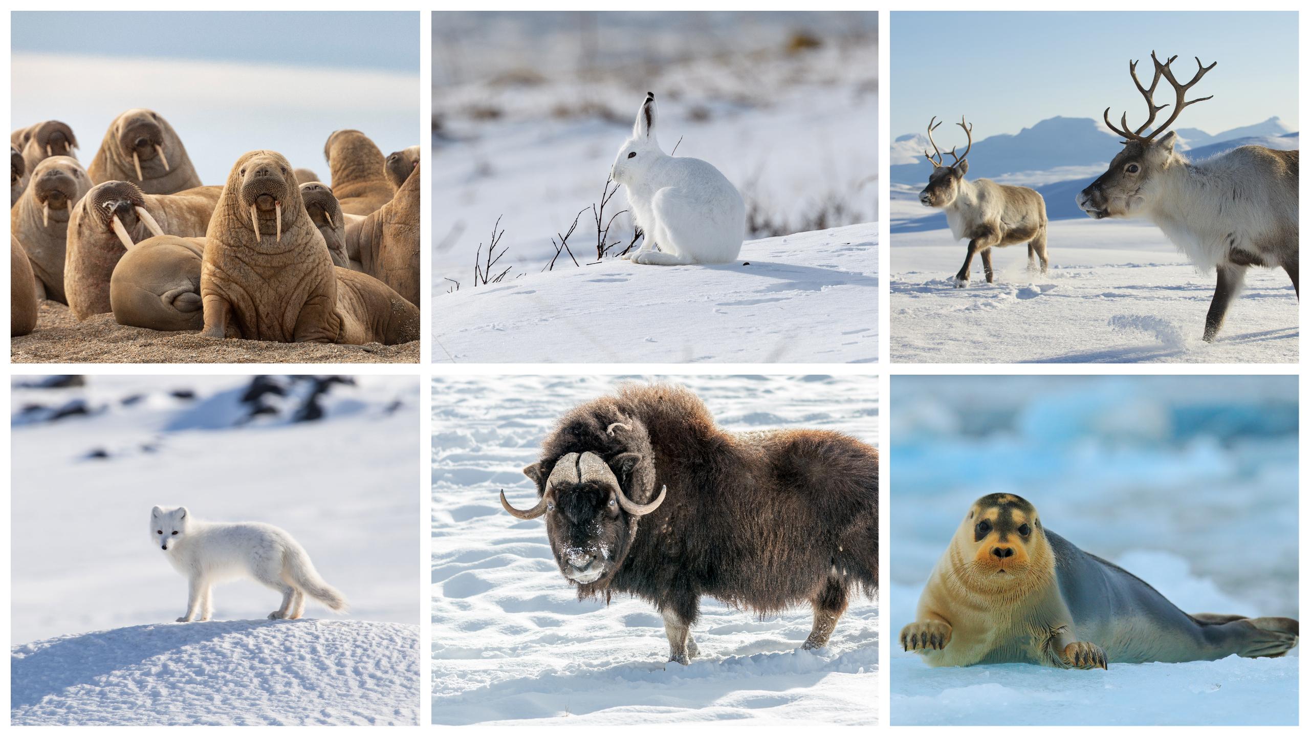 In the Arctic, you may see, clockwise from upper left, walrus, Arctic snow hare, reindeer, bearded seal, musk ox and Arctic fox./Shutterstock