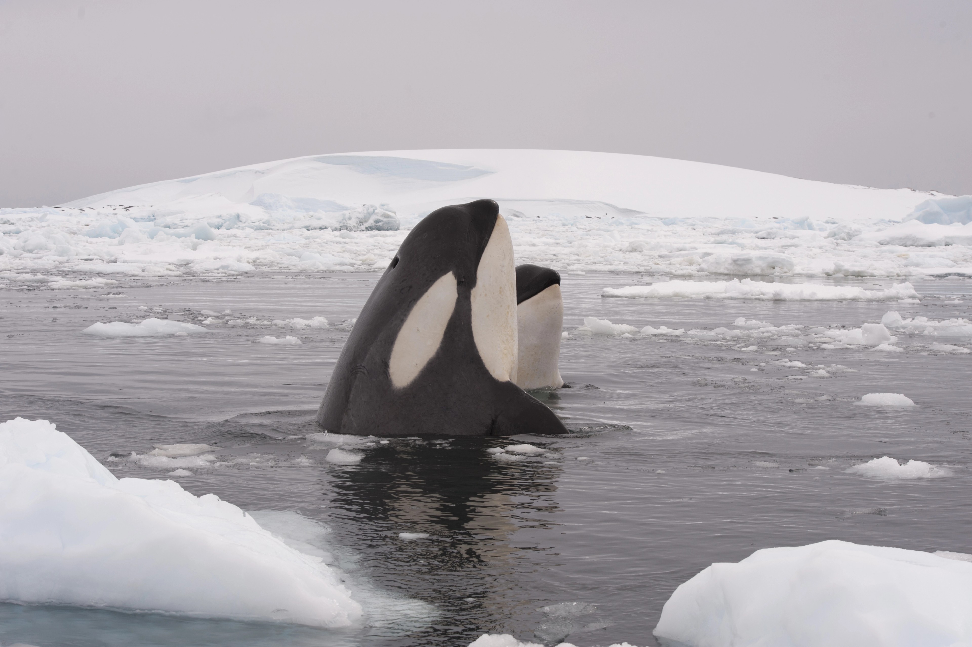 Killer whales, or orcas, "spyhopping" vertically so that they can check out their surroundings./Shutterstock