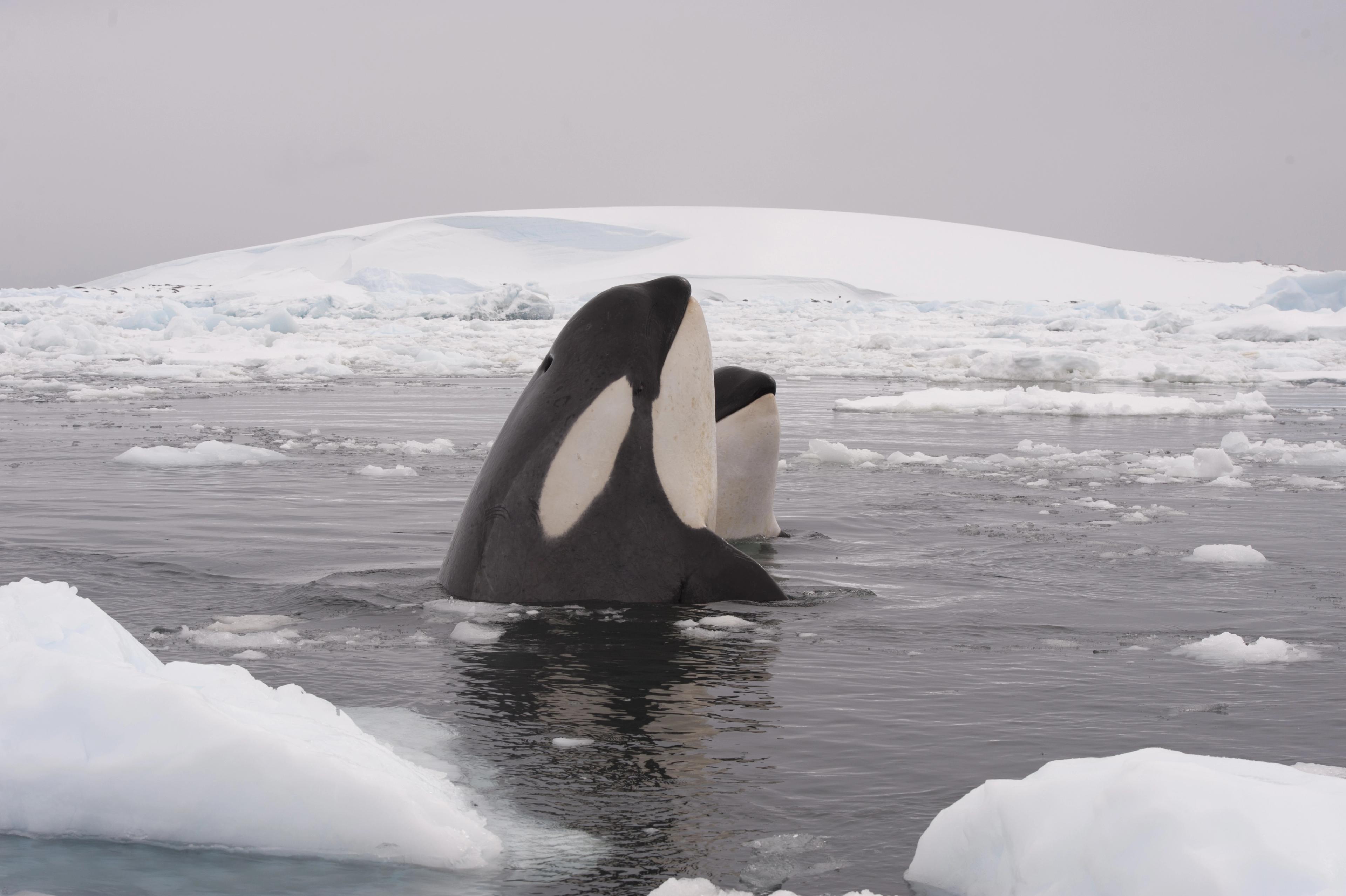 Killer whales, or orcas, "spyhopping" vertically so that they can check out their surroundings./Shutterstock