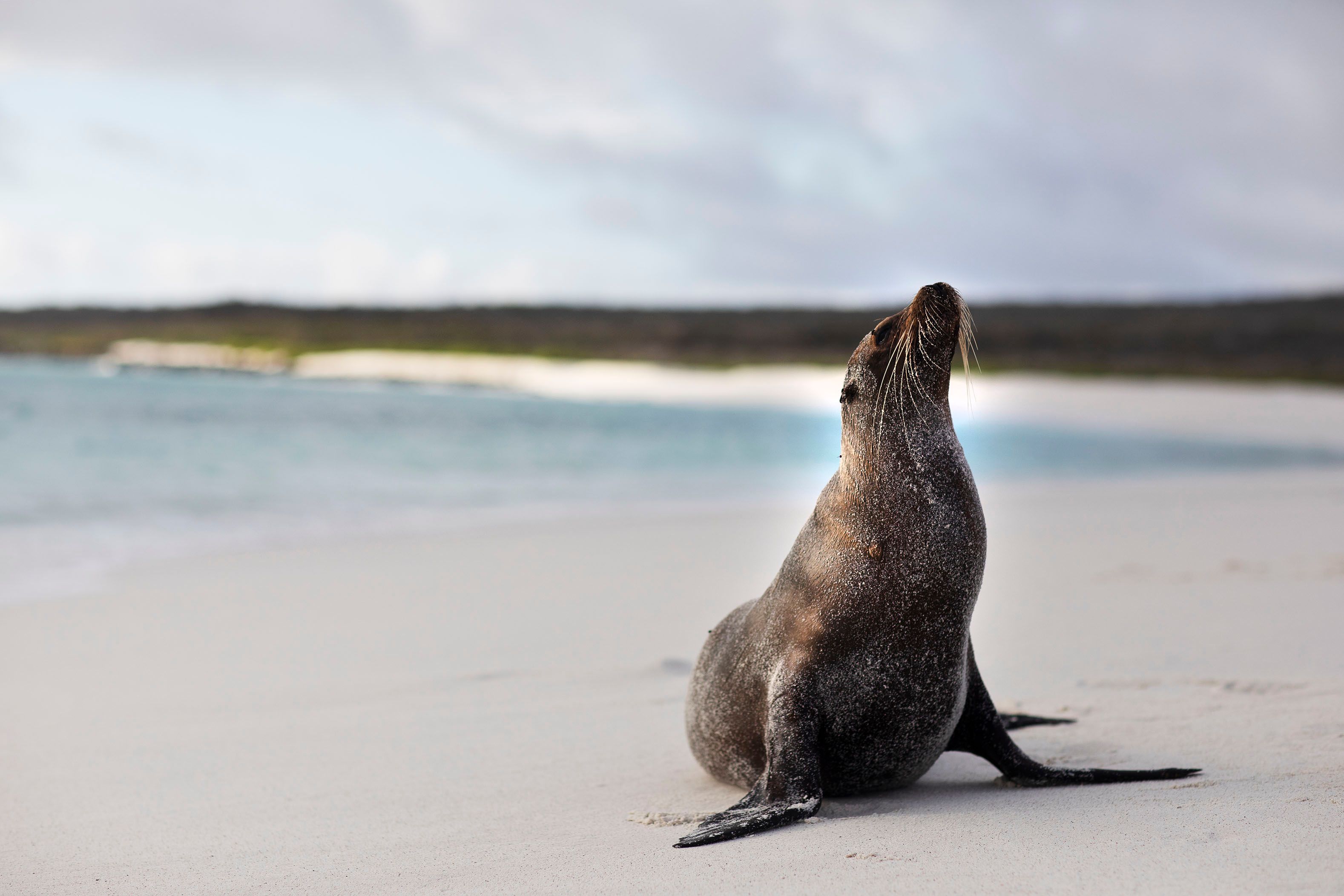 What’s it Like to Grow up Alongside the Galápagos  Sea Lions?