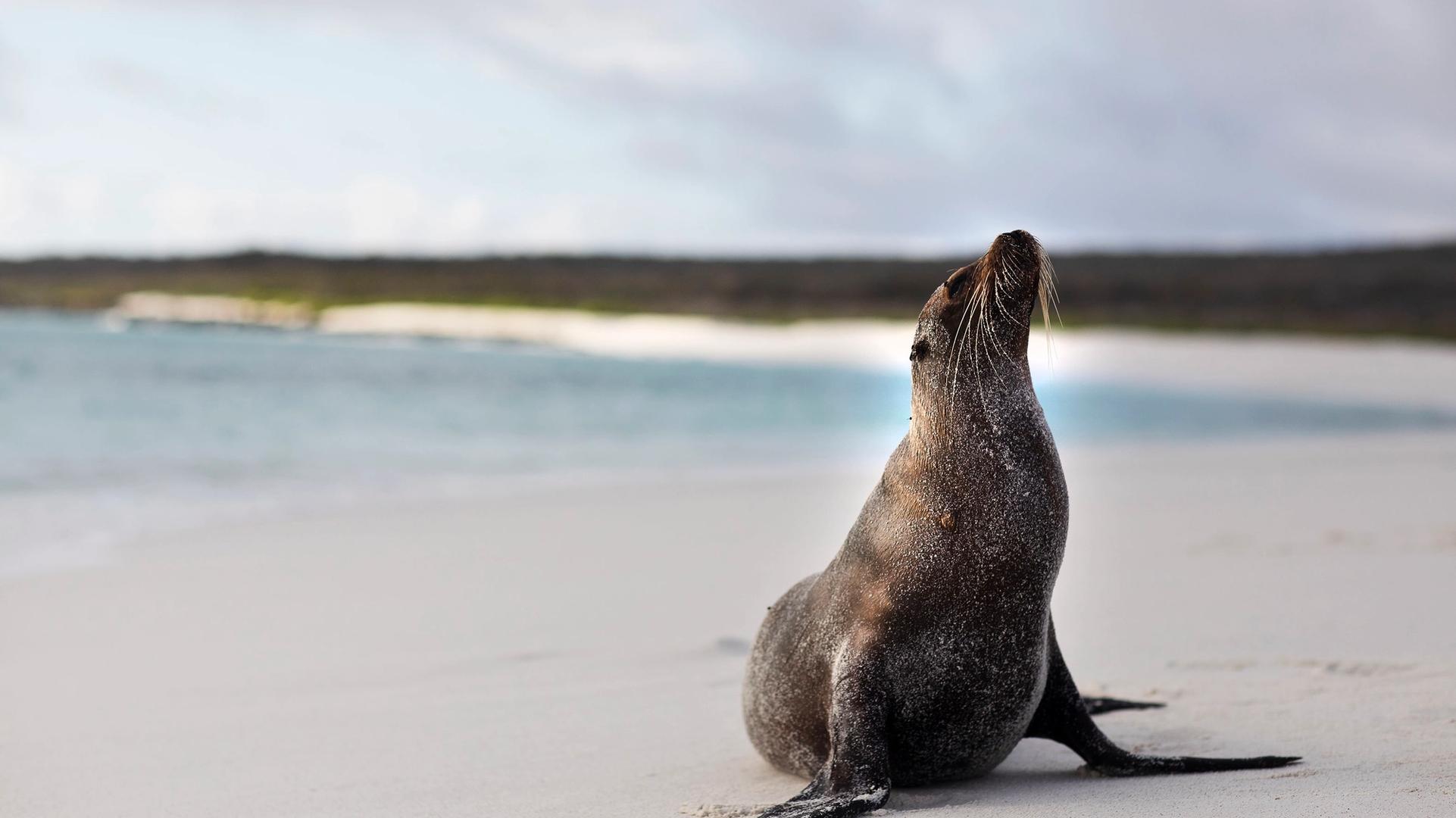 What’s it Like to Grow up Alongside the Galápagos Sea Lions?