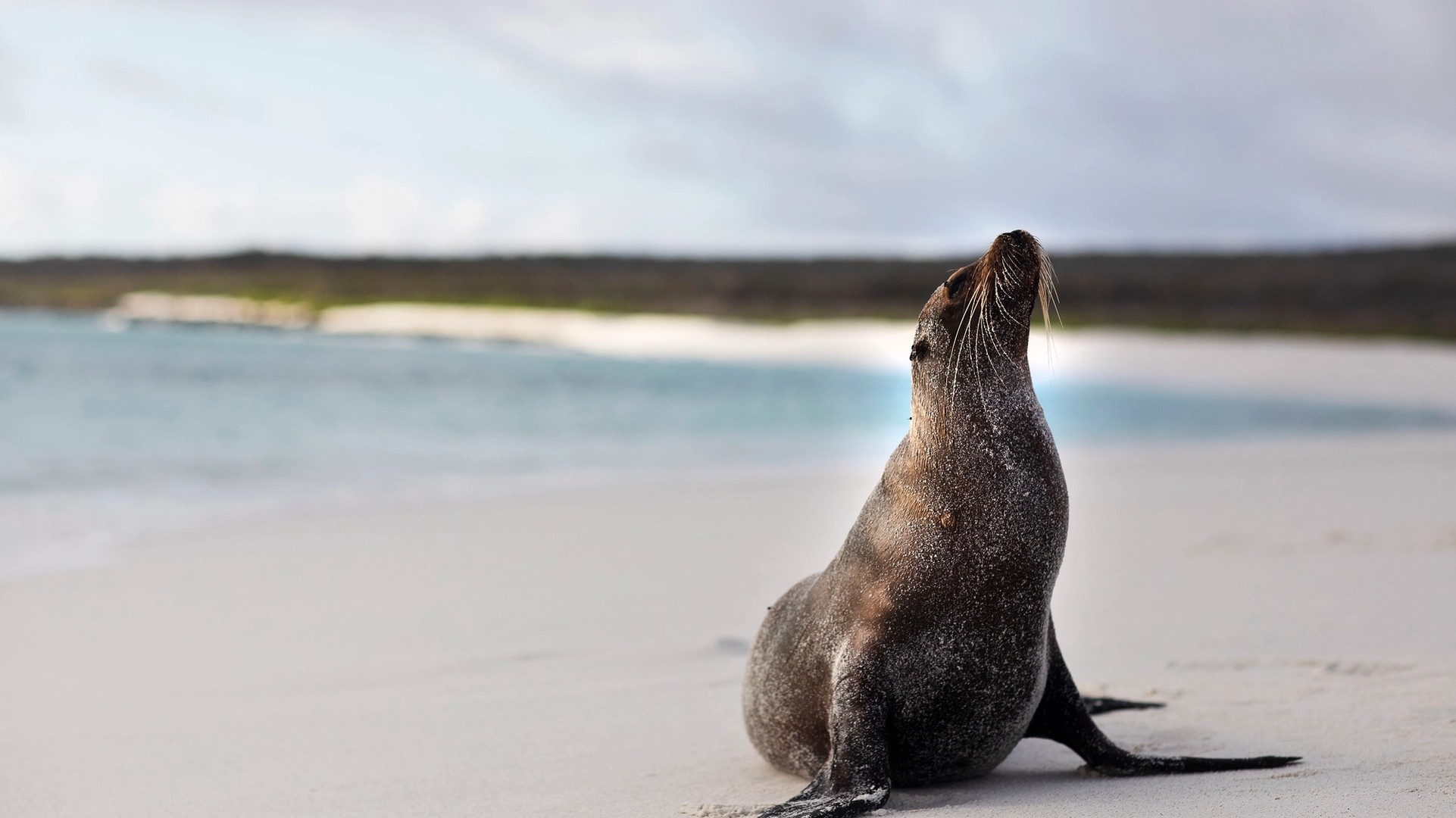 What’s it Like to Grow up Alongside the Galápagos Sea Lions?