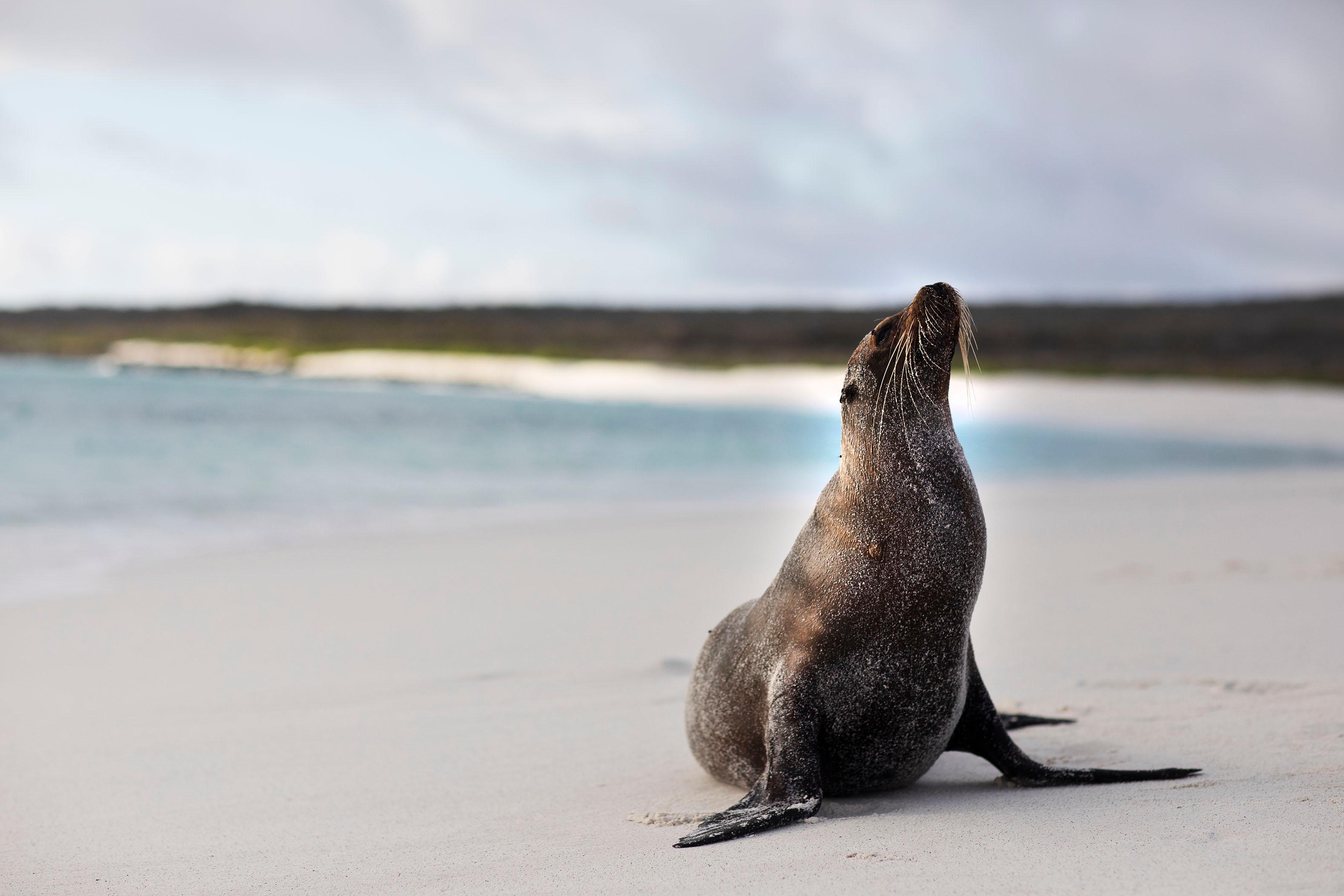 What’s it Like to Grow up Alongside the Galápagos Sea Lions?
