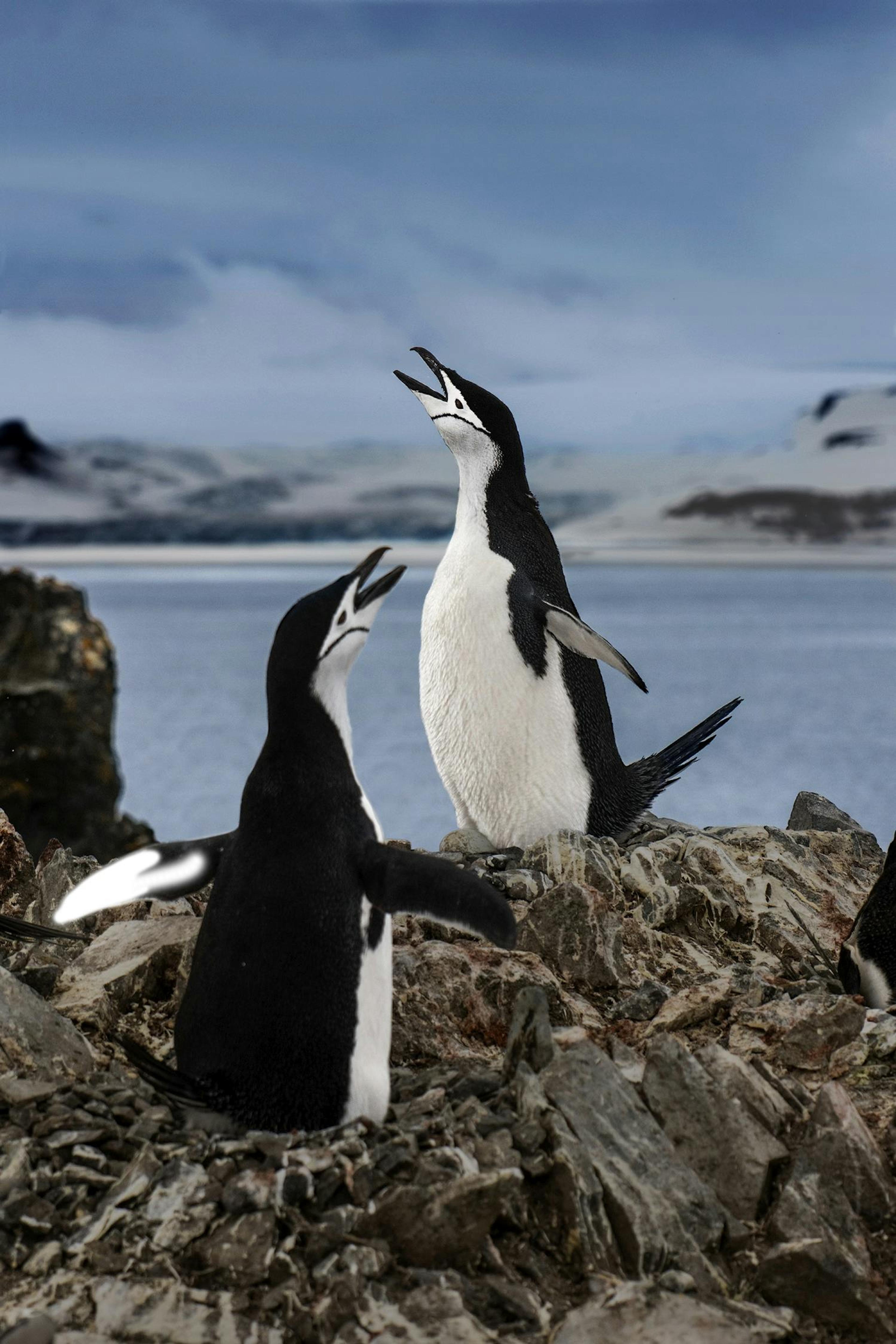 Penguins, Antarctic Peninsula 2019