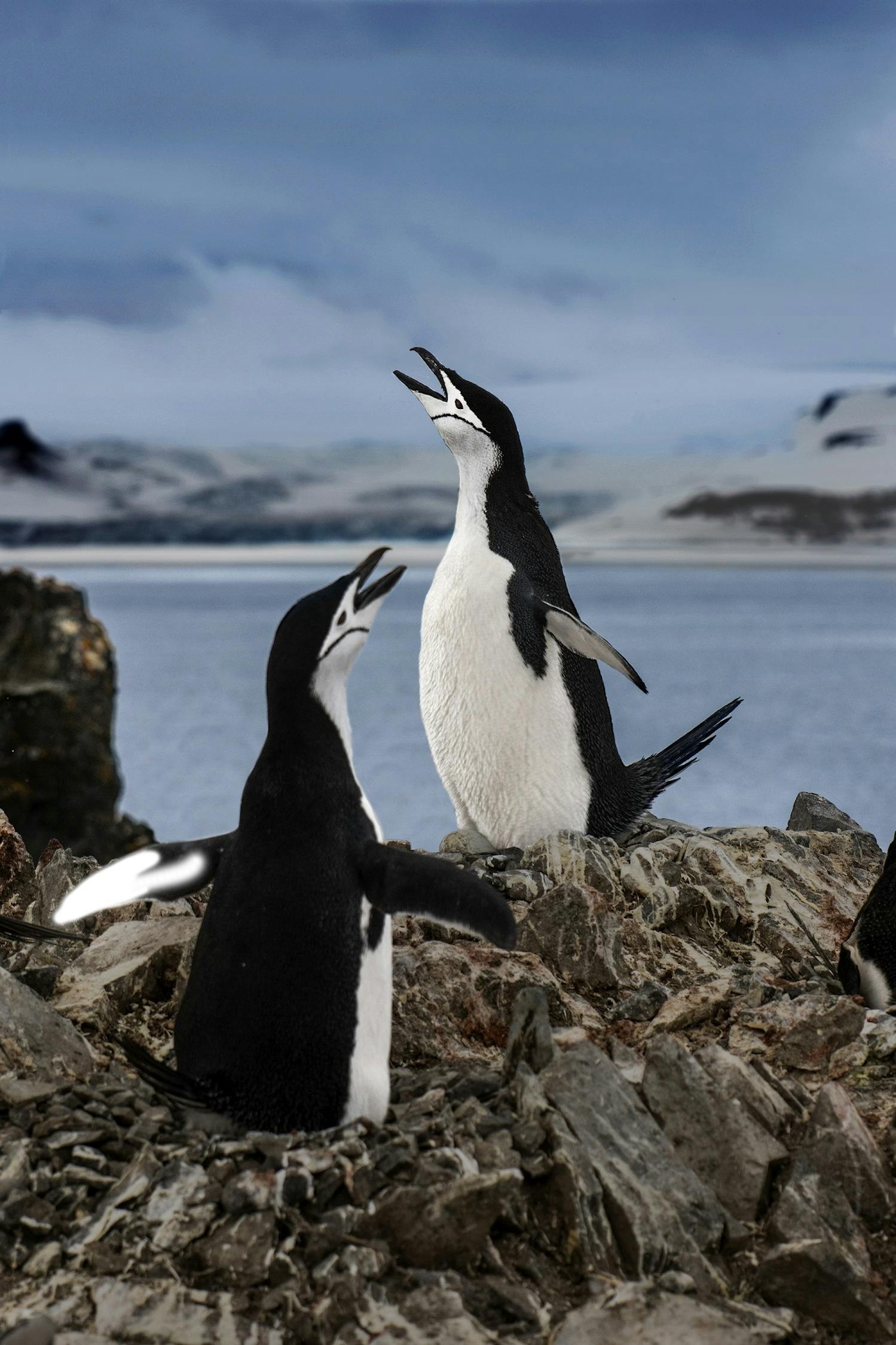 Penguins, Antarctic Peninsula 2019