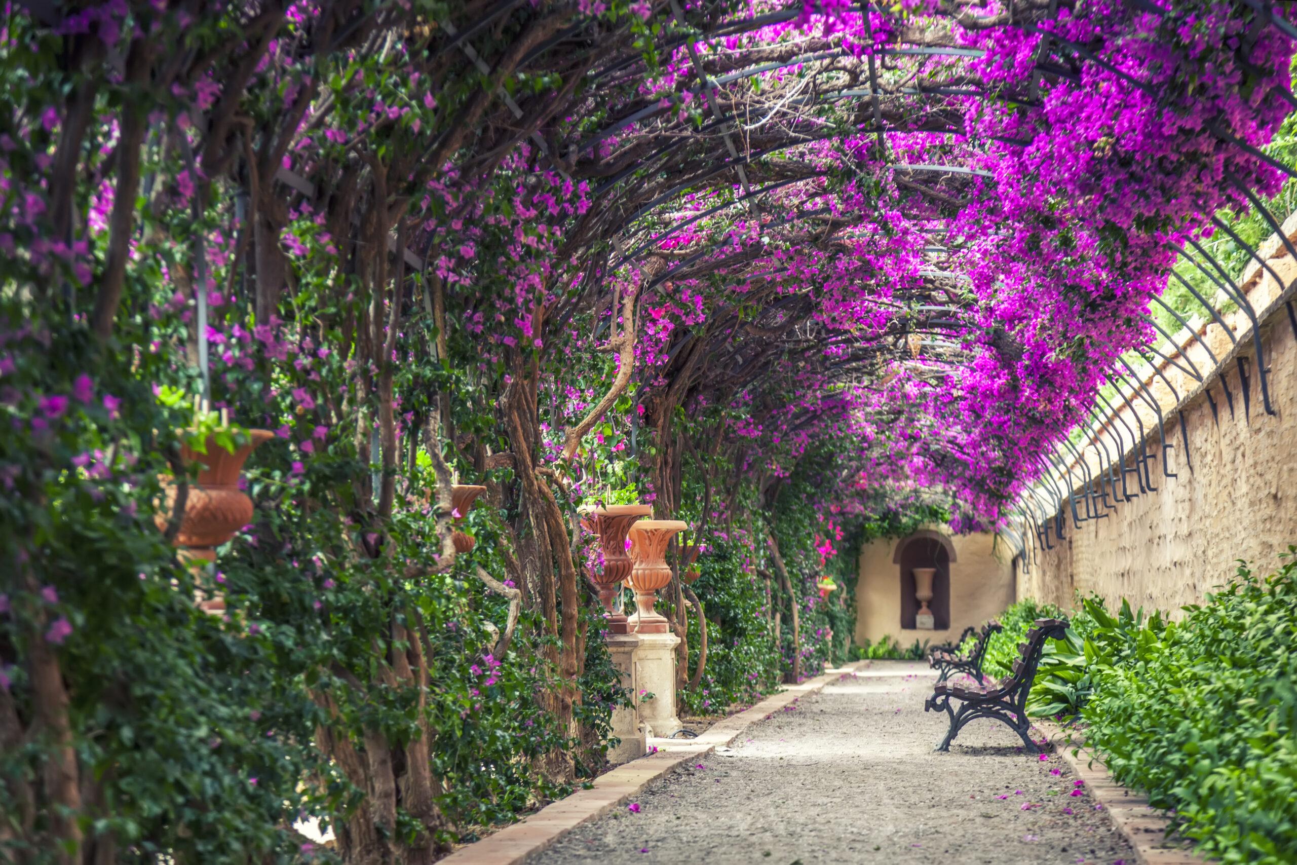 Monforte Gardens, declared a National Artistic Garden in 1941, allows visitors quiet moments in its boungainvillea-draped pergola in Valencia, Spain./Getty Images