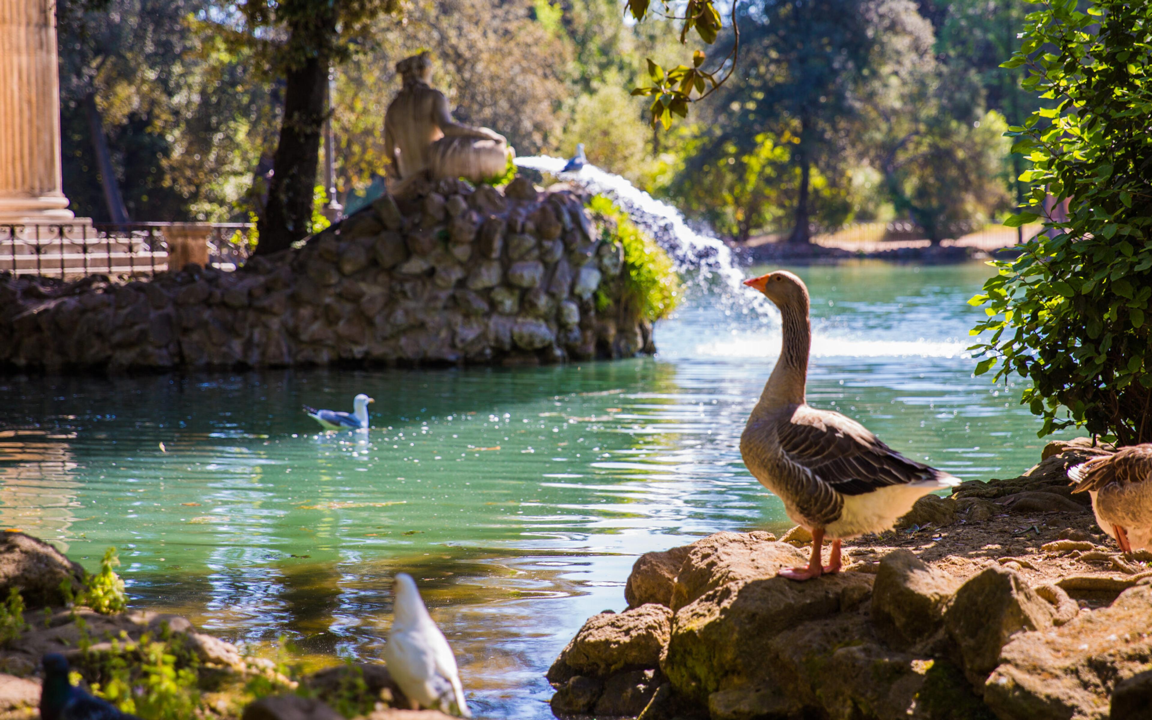 A goose takes in one of the fountains in Villa Borghese, an escape into nature./Shutterstock