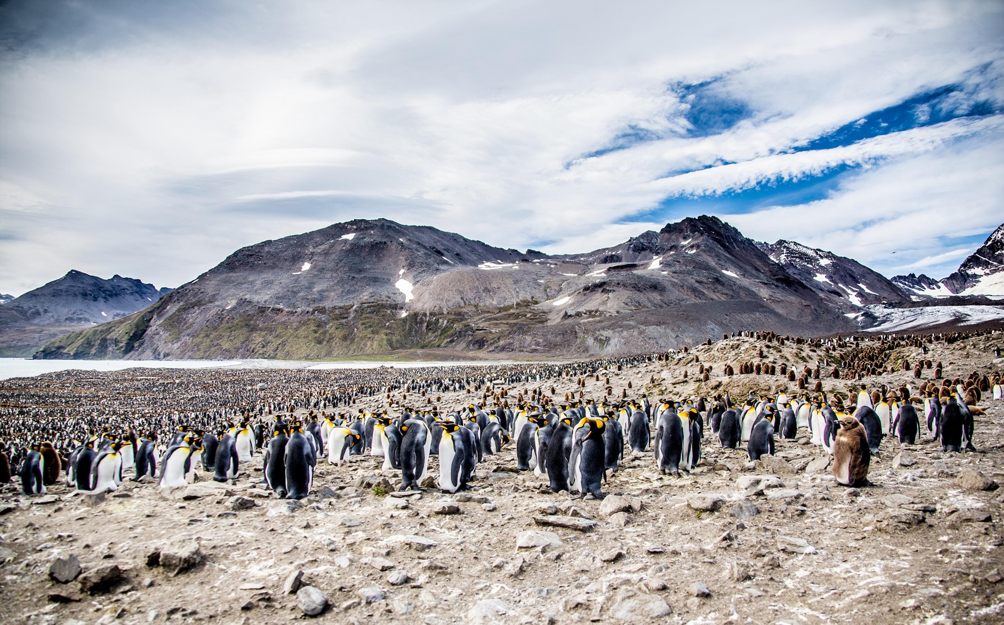 Approximately 150,000 breeding pairs of King Penguins inhabit South Georgia/Ross Vernon McDonald