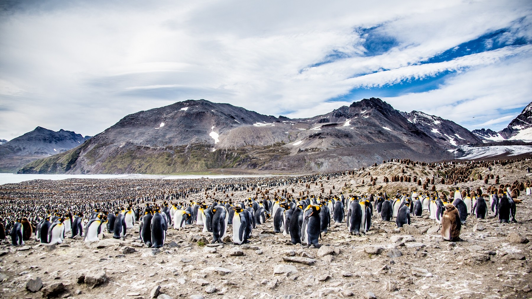 What We Learned While Filming South Georgia’s King Penguin Colony