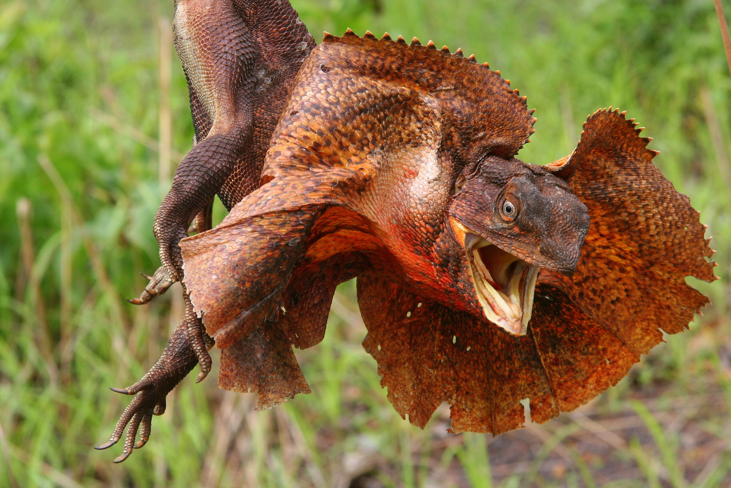 The frilled lizard in Kakadu National Park, Darwin, Australia, may look fierce, but is mostly harmless. /Shutterstock