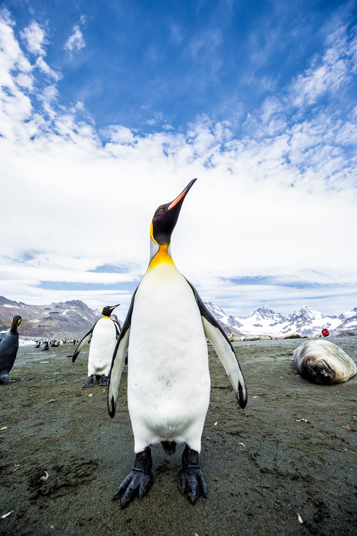 A King Penguin approaches the camera in St. Andrews Bay, South Georgia/Ross Vernon McDonald