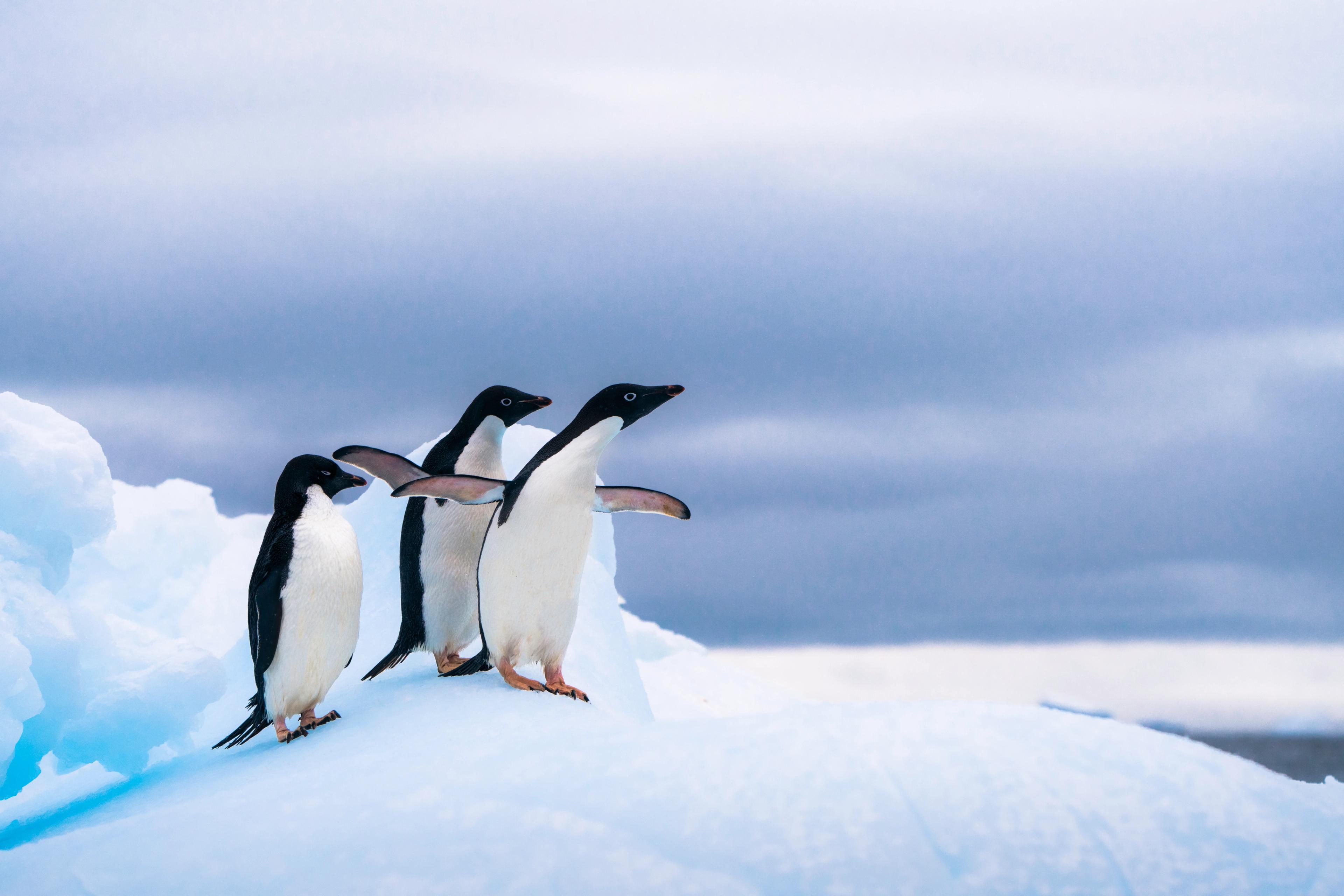 Adélie Penguins