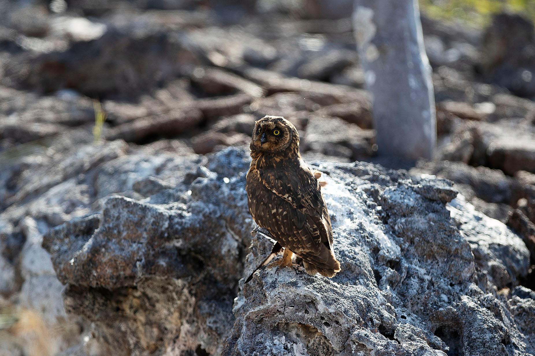 Galapagos Short-eared Owls hunt Storm petrels during the night./Lucia Griggi