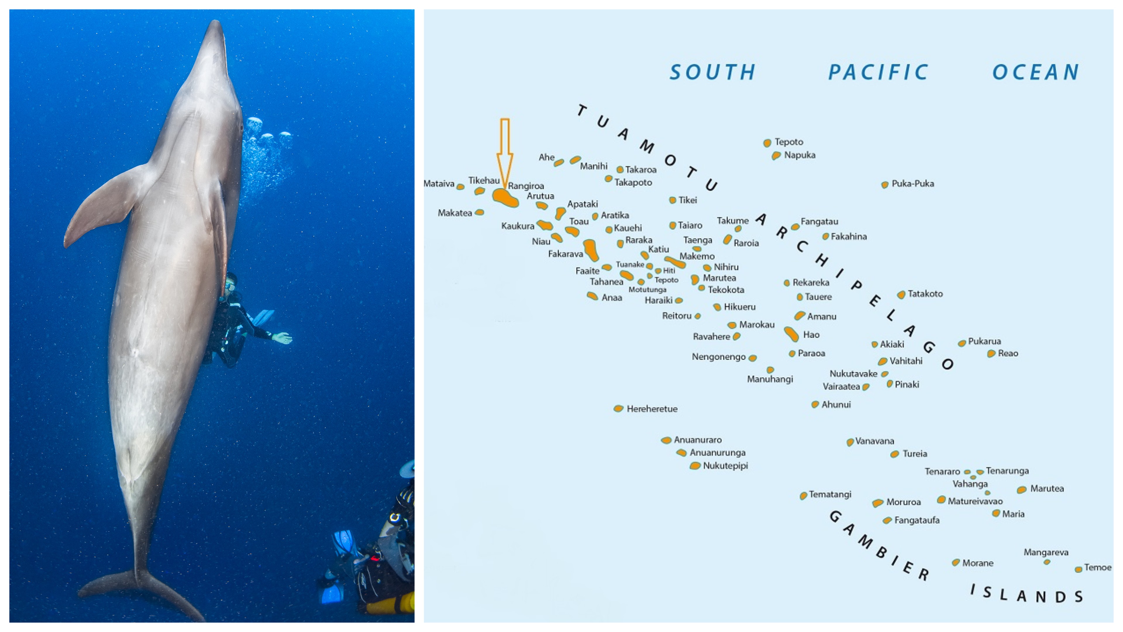 Bottlenose dolphin and divers in Rarotonga. Photo Shutterstock/Map iStock
