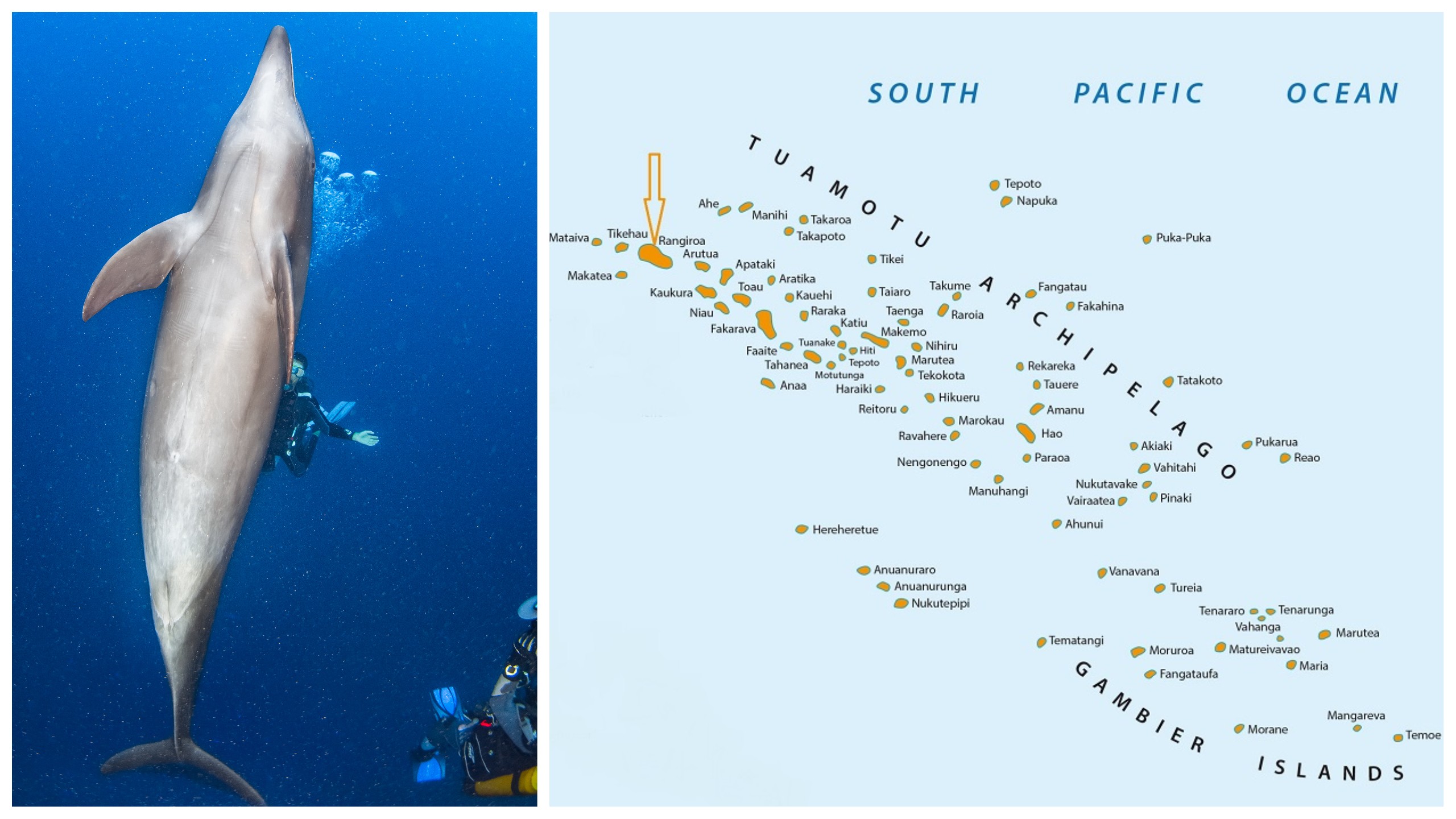 Bottlenose dolphin and divers in Rarotonga. Photo Shutterstock/Map iStock