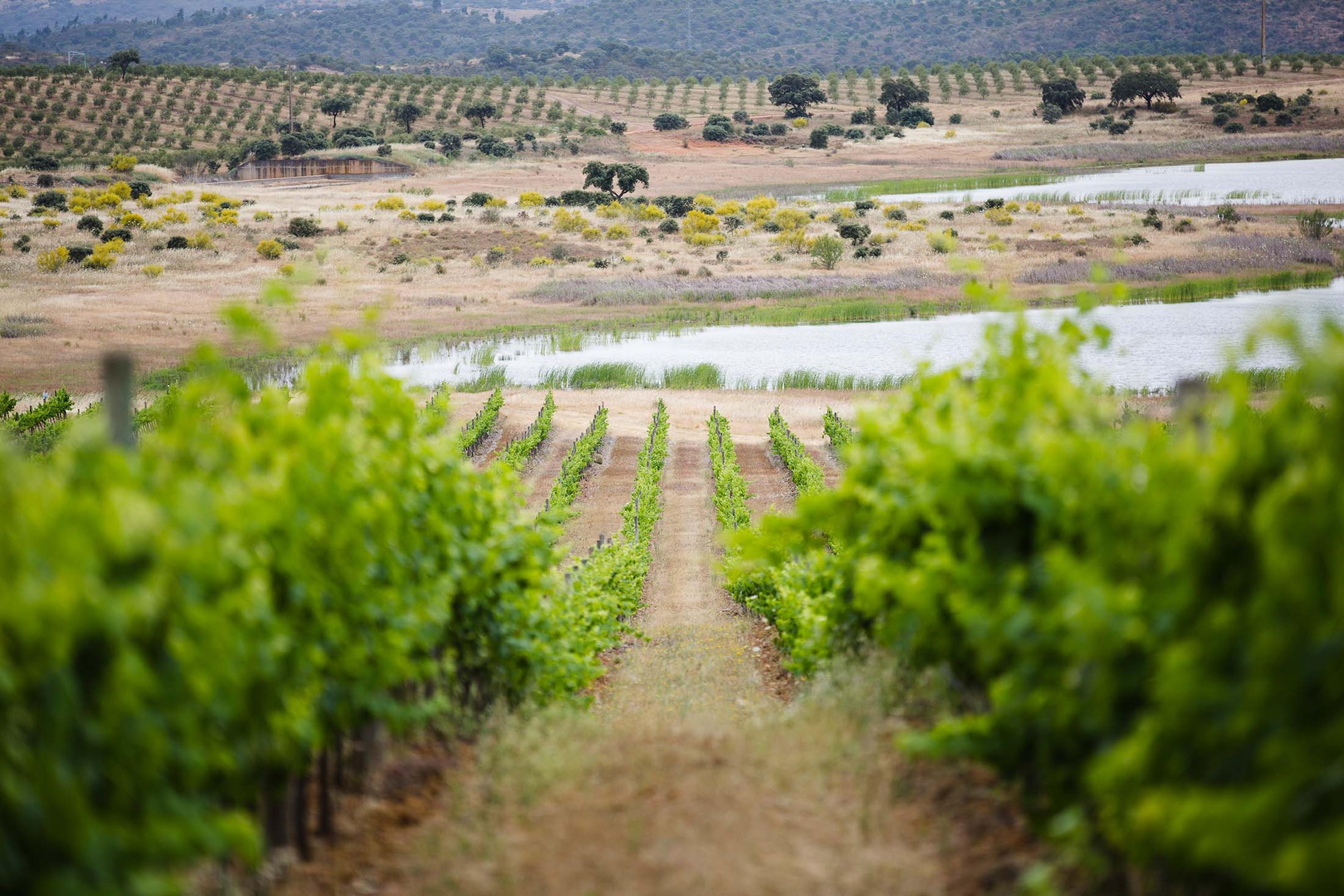 Sicilian wineries are earning increased attention and notoriety./Lucia Griggi