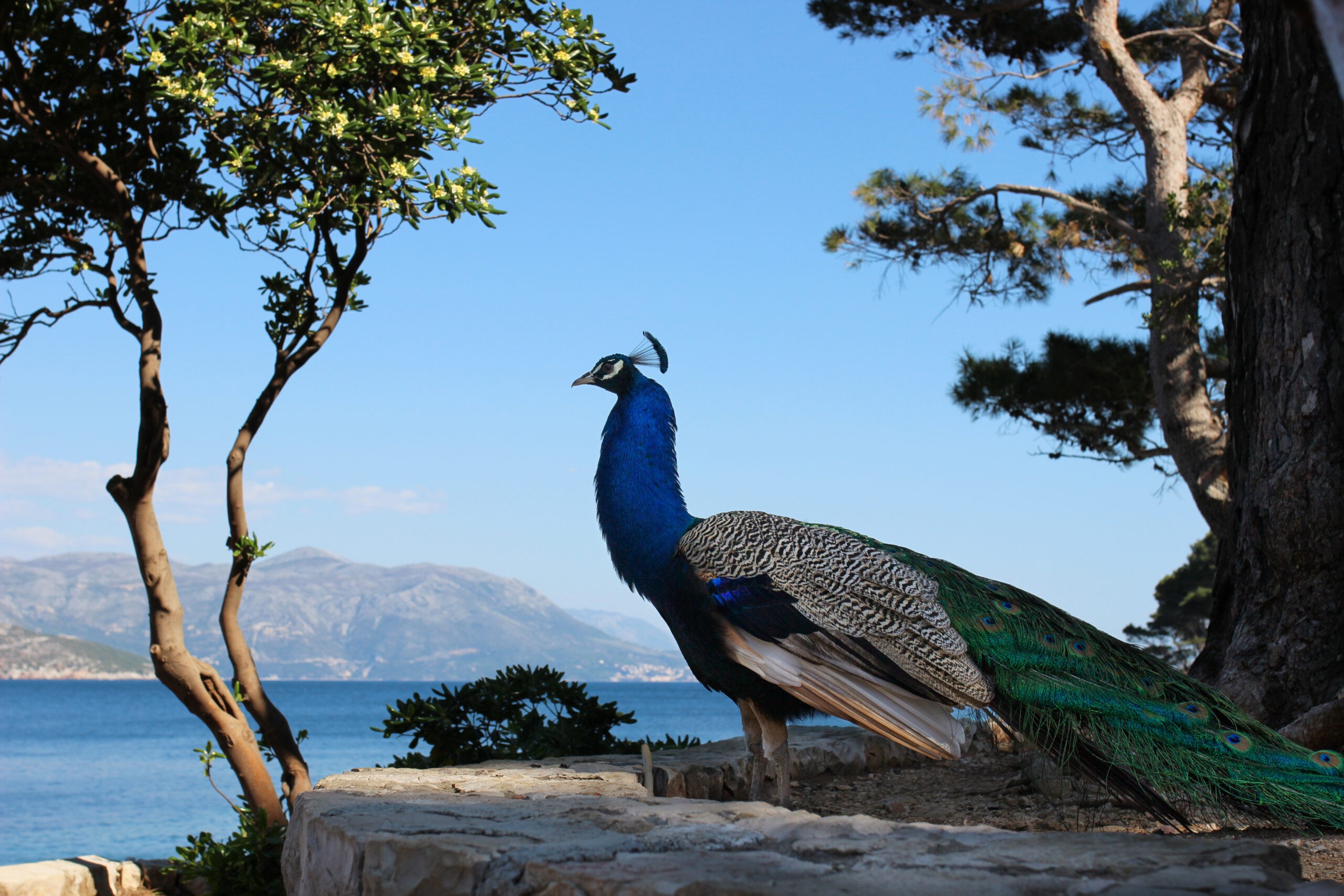 Peacocks roam on Lokrum, a 15-minute ferry ride from Dubrovnik, Croatia./Shutterstock