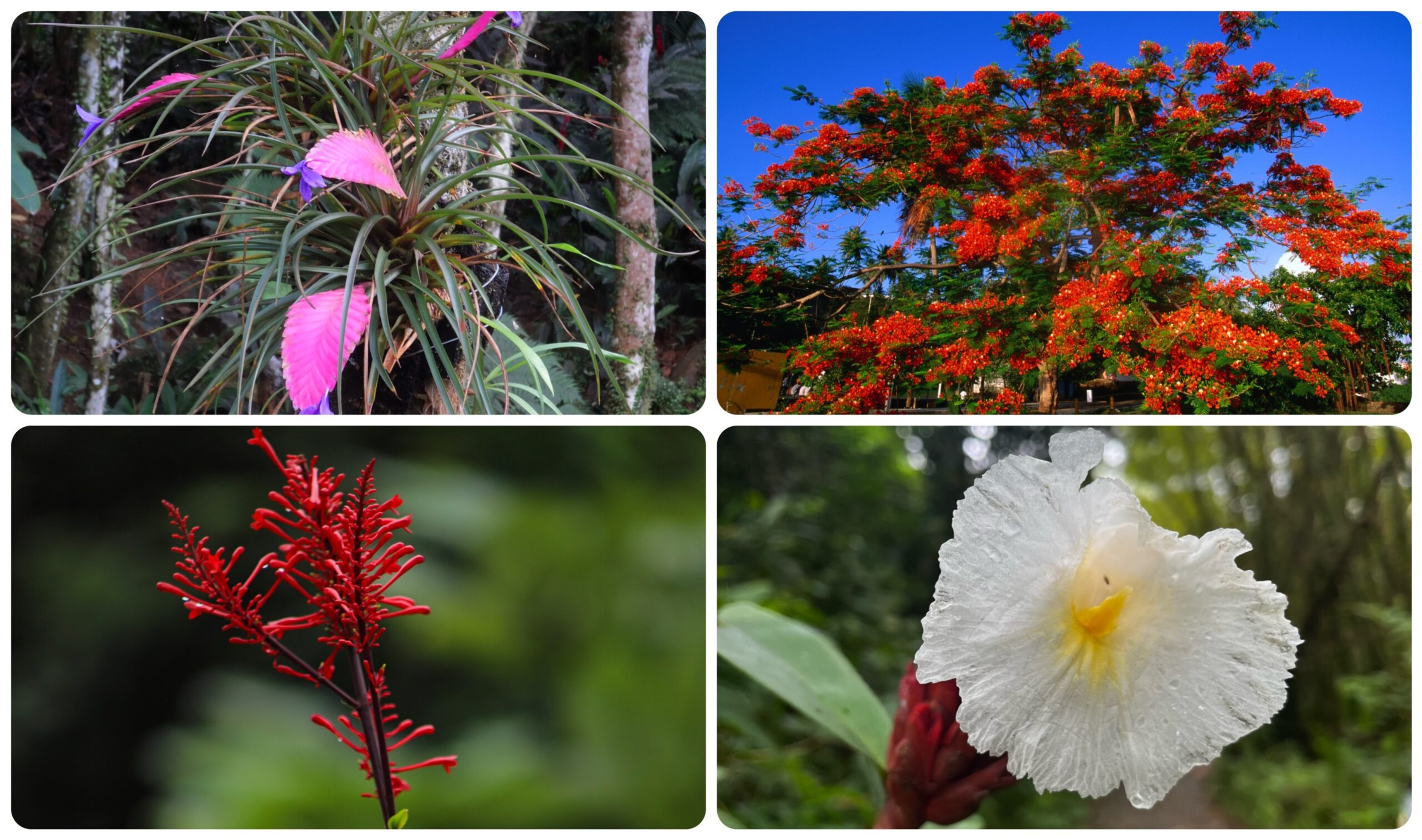 Floral displays in El Yunque, clockwise from top left: wild bromeliad, poinciana tree, blooming crepe ginger and wild odontonema/Getty Images