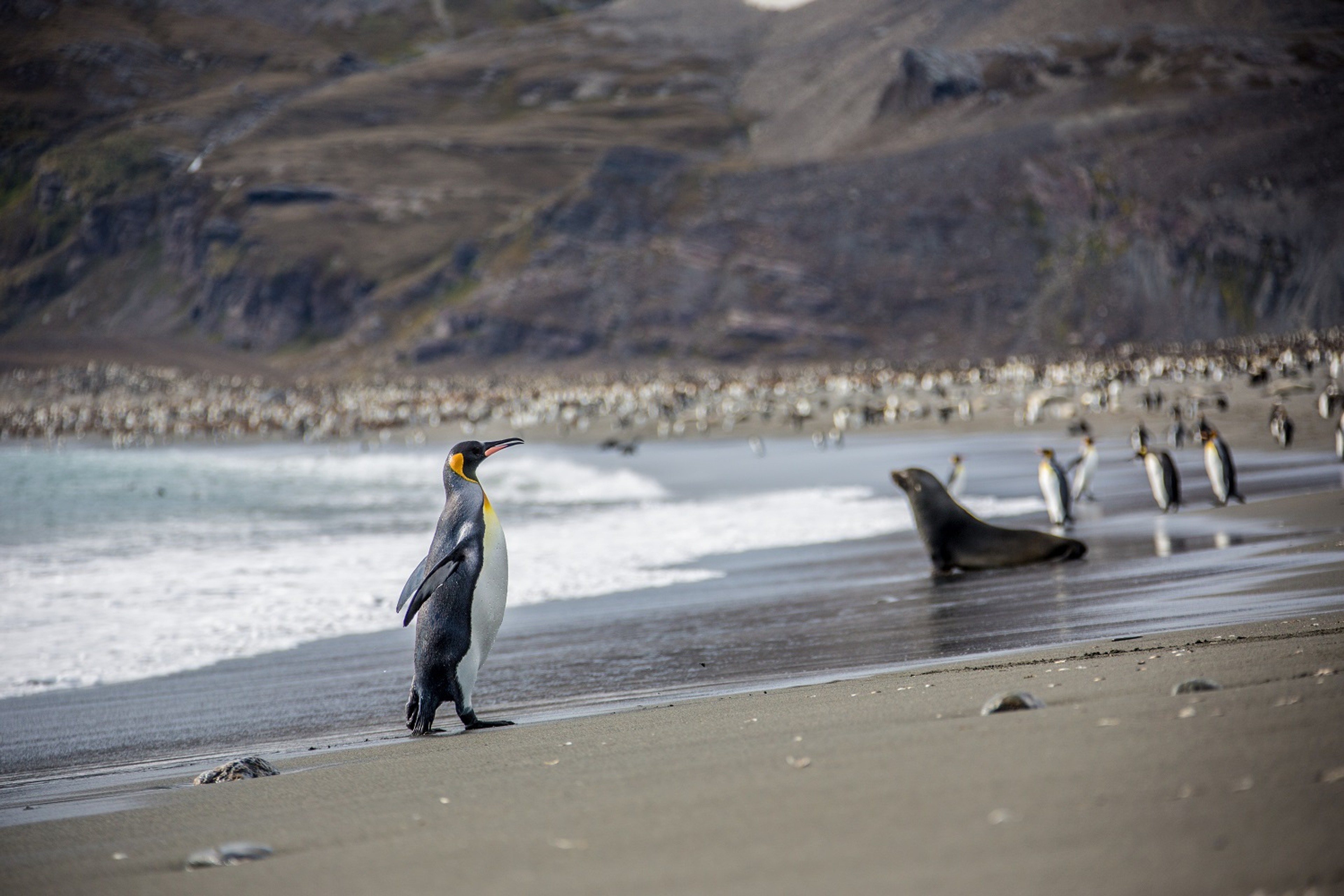 A King Penguin begins its waddle up the beach towards the colony in St. Andrews Bay, South Georgia/Ross Vernon McDonald