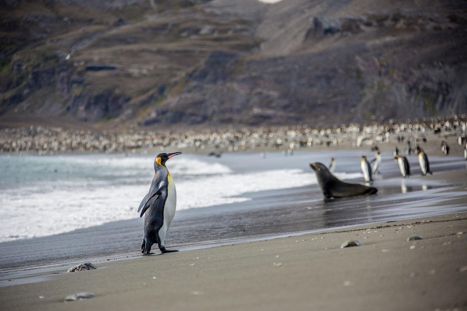 A King Penguin begins its waddle up the beach towards the colony in St. Andrews Bay, South Georgia/Ross Vernon McDonald