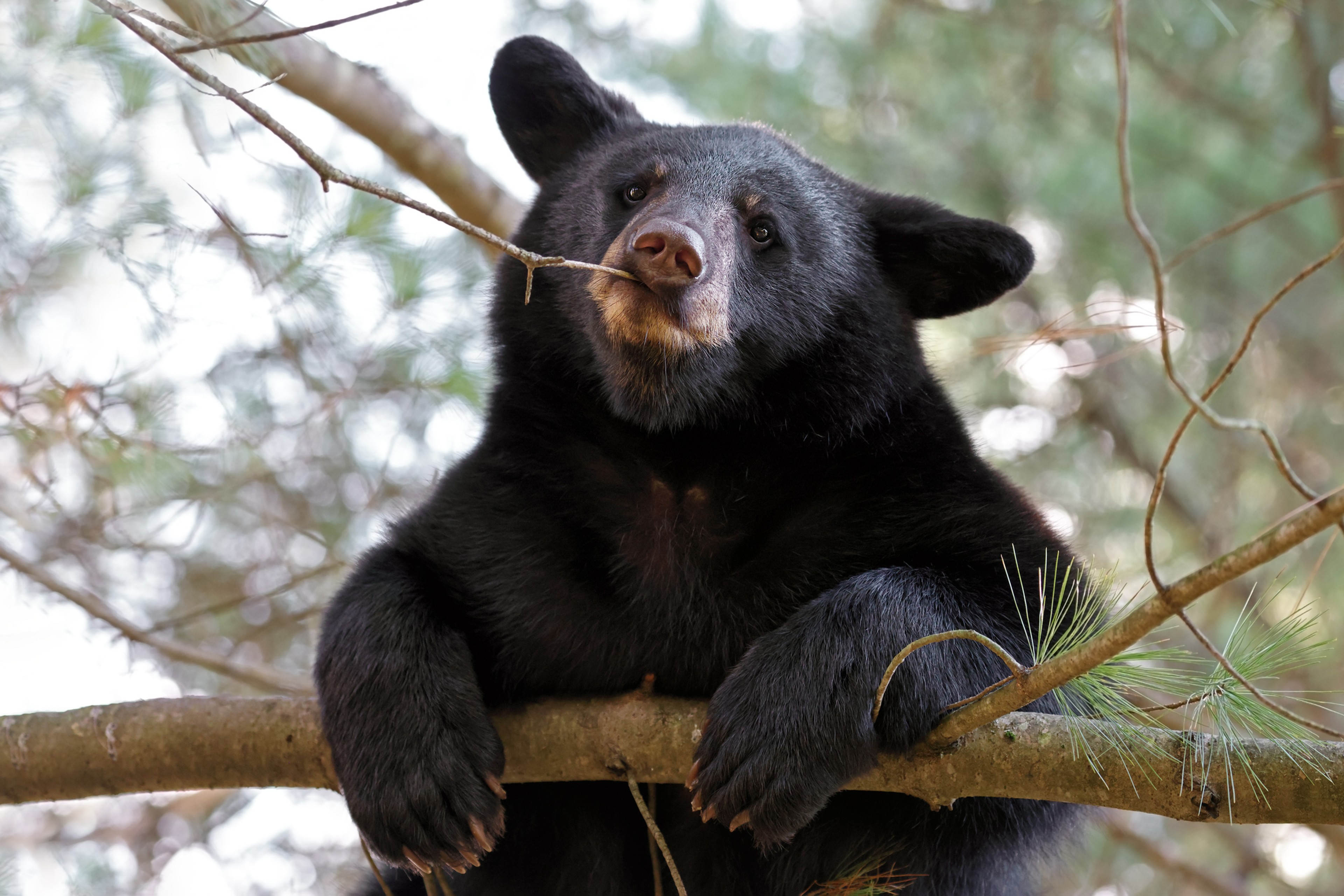 A black bear at Alaska's Anan Wildlife Observatory, near Wrangell/Getty Images