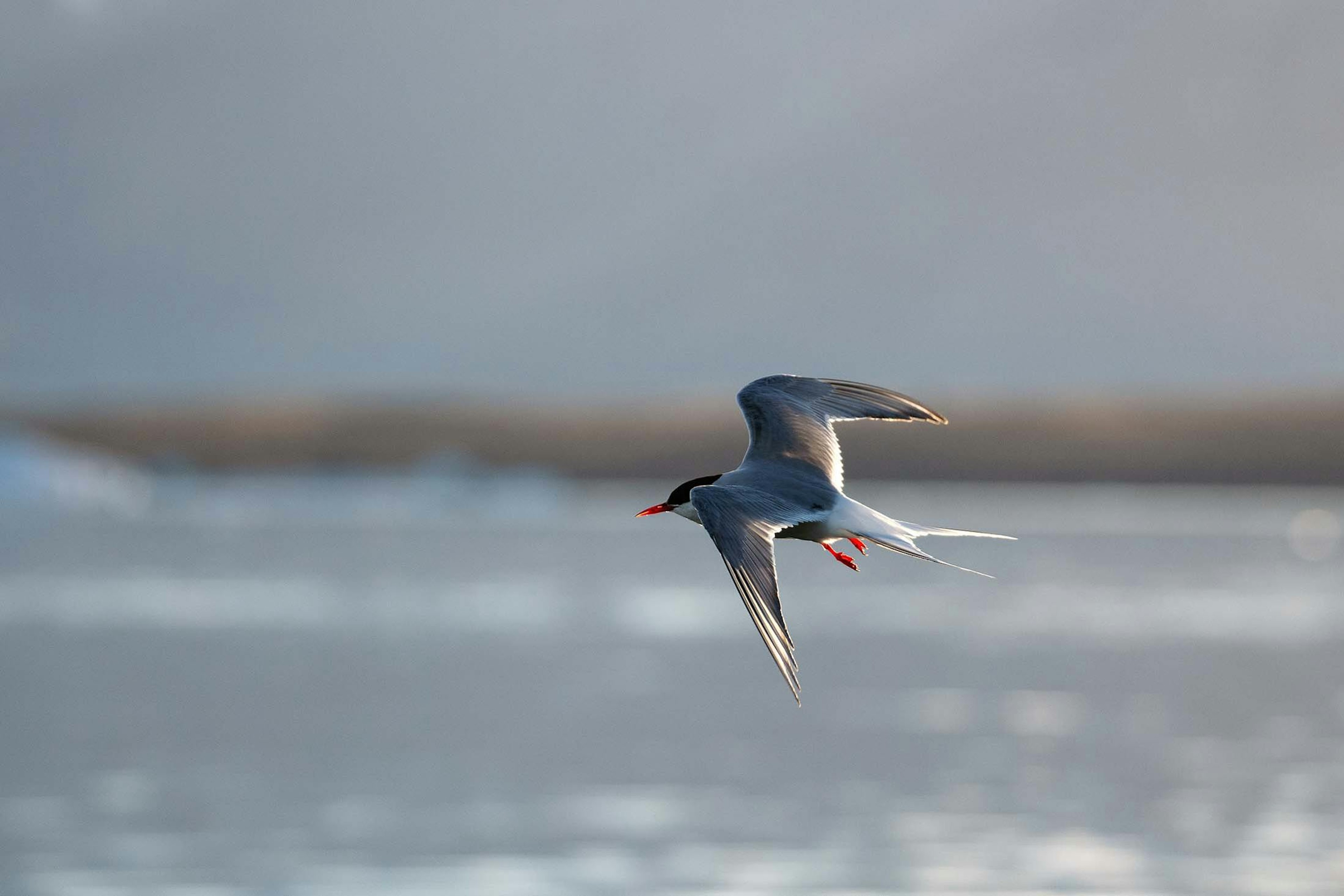 An Arctic Tern in flight in Glacier Lagoon, Iceland/Lucia Griggi