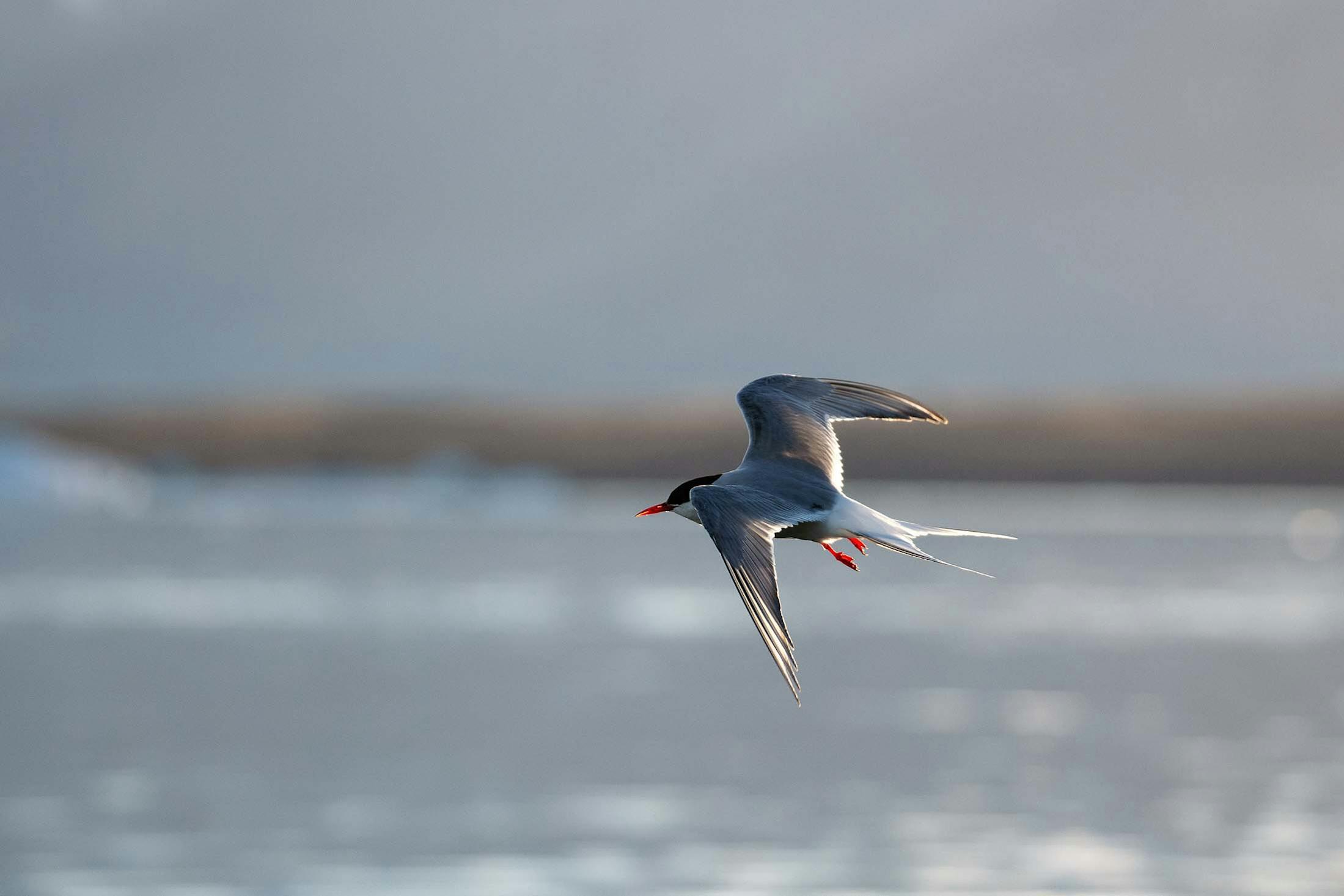 An Arctic Tern in flight in Glacier Lagoon, Iceland/Lucia Griggi